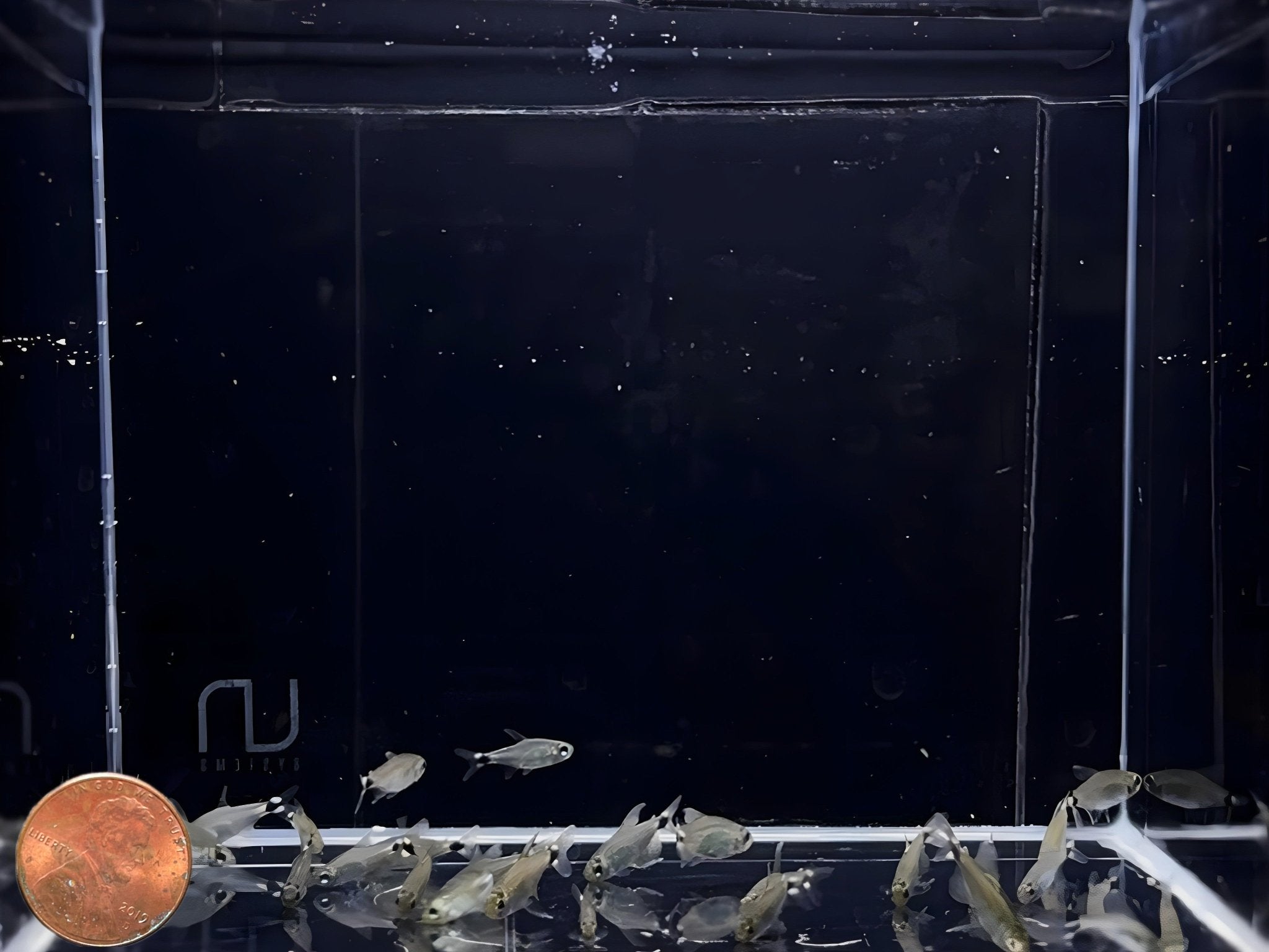 Kitty Tetra - Aqua Huna