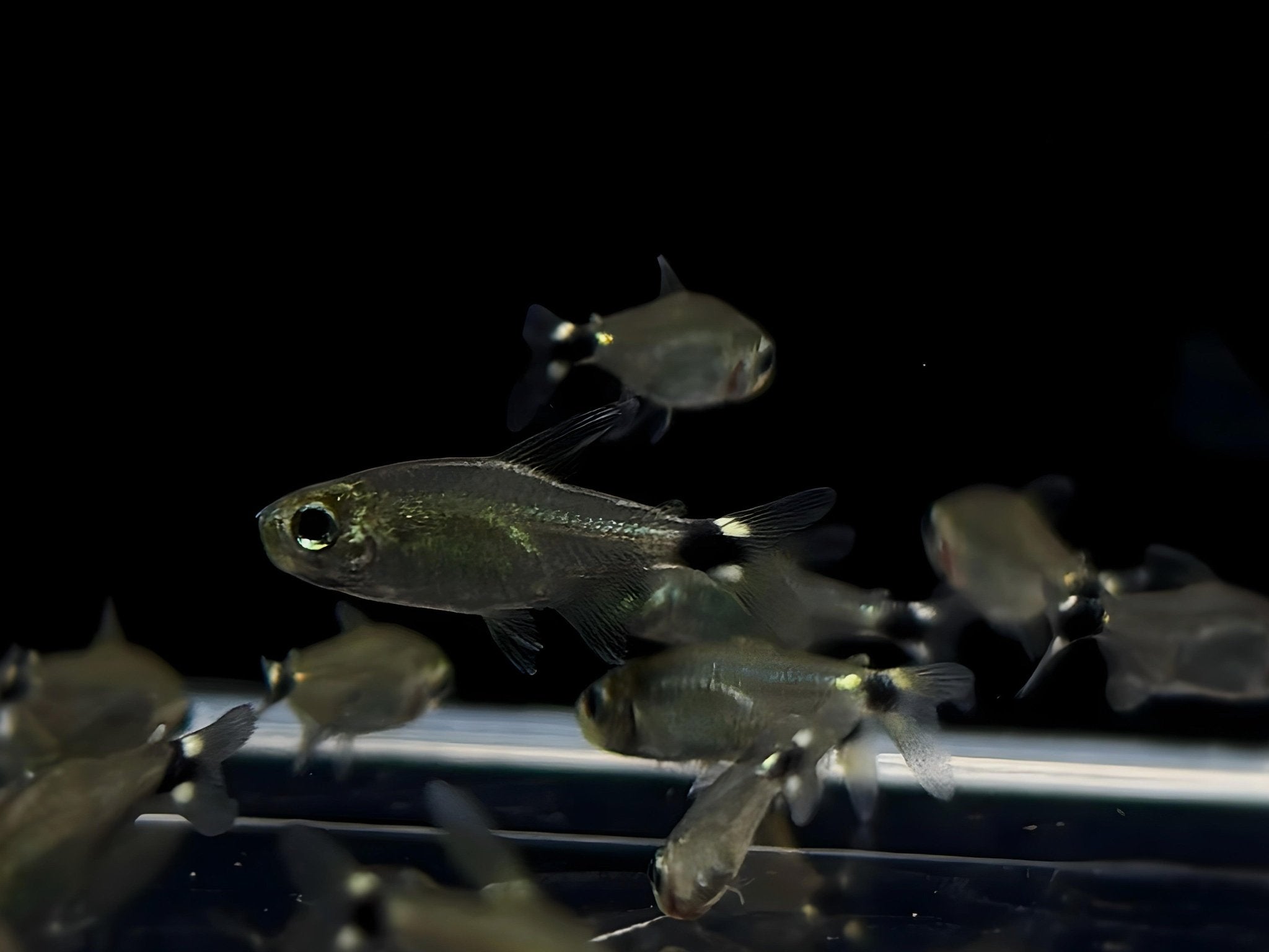 Kitty Tetra - Aqua Huna