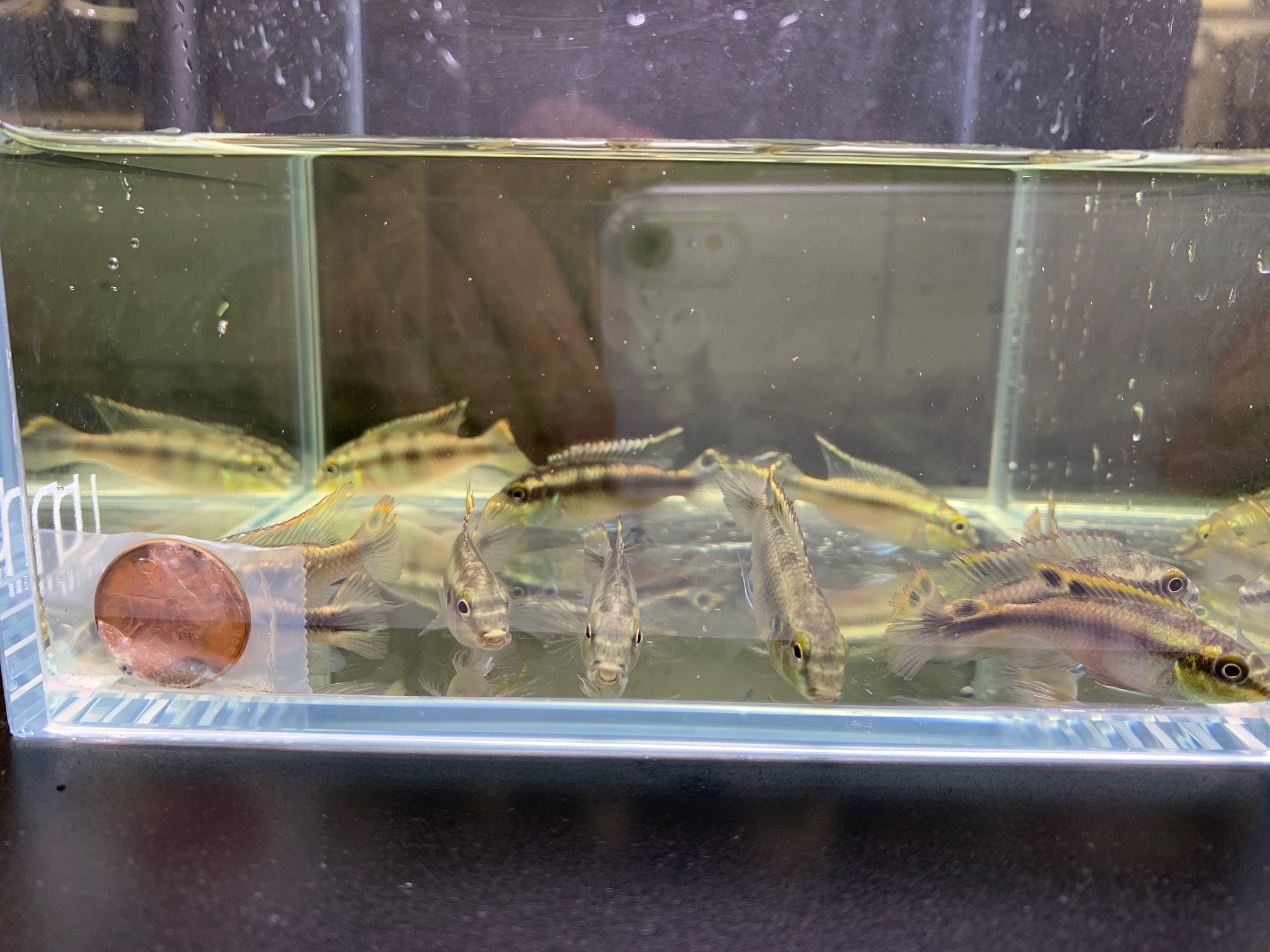 Kribensis - Aqua Huna