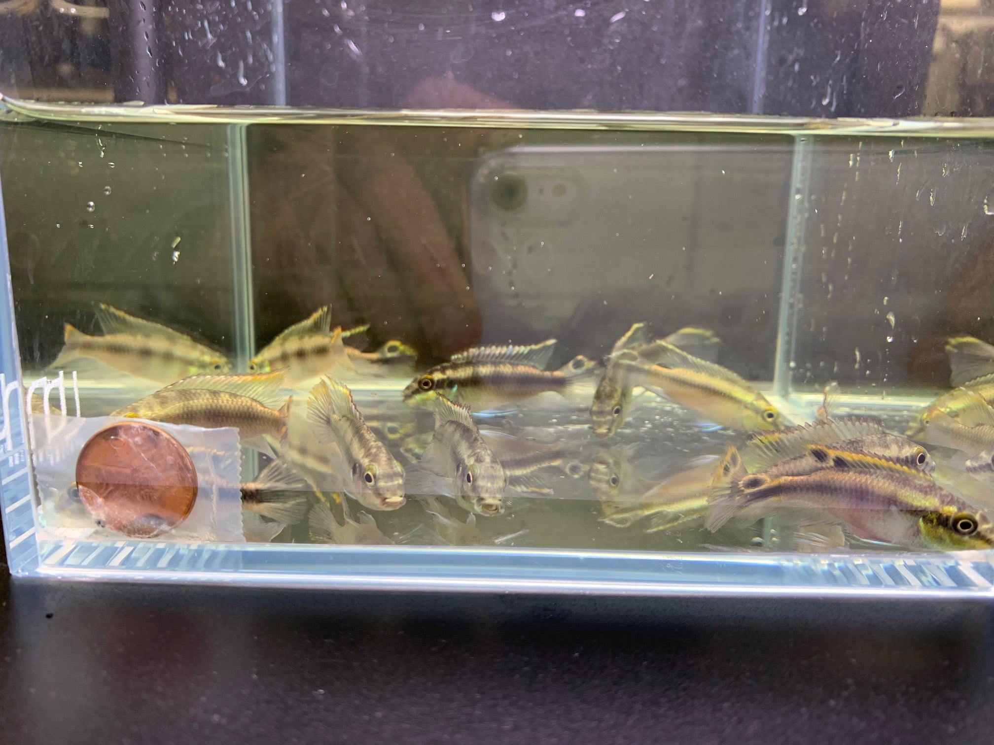 Kribensis - Aqua Huna