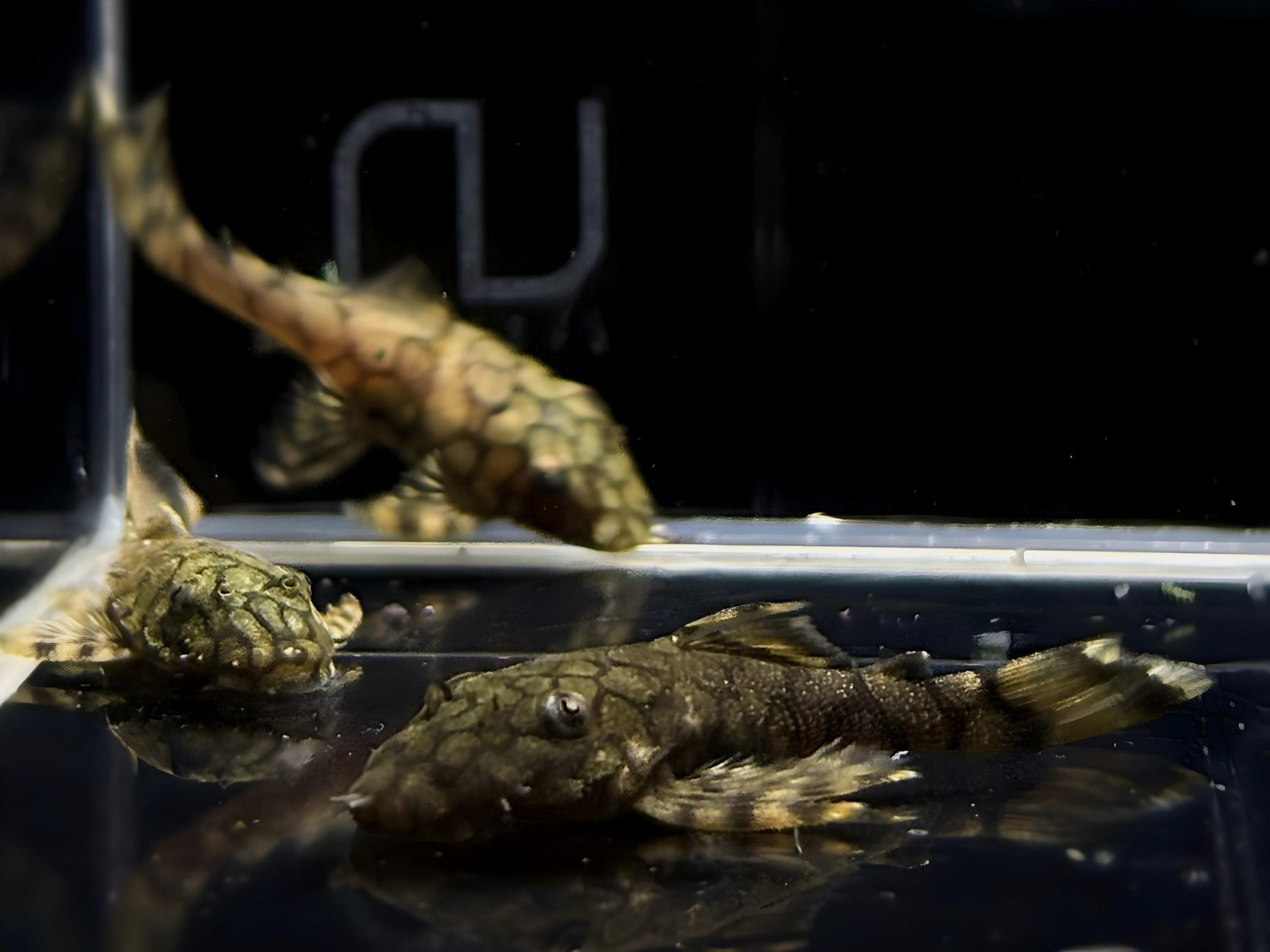L519 Honeycomb Bristlenose Pleco (Size Small) - Aqua Huna