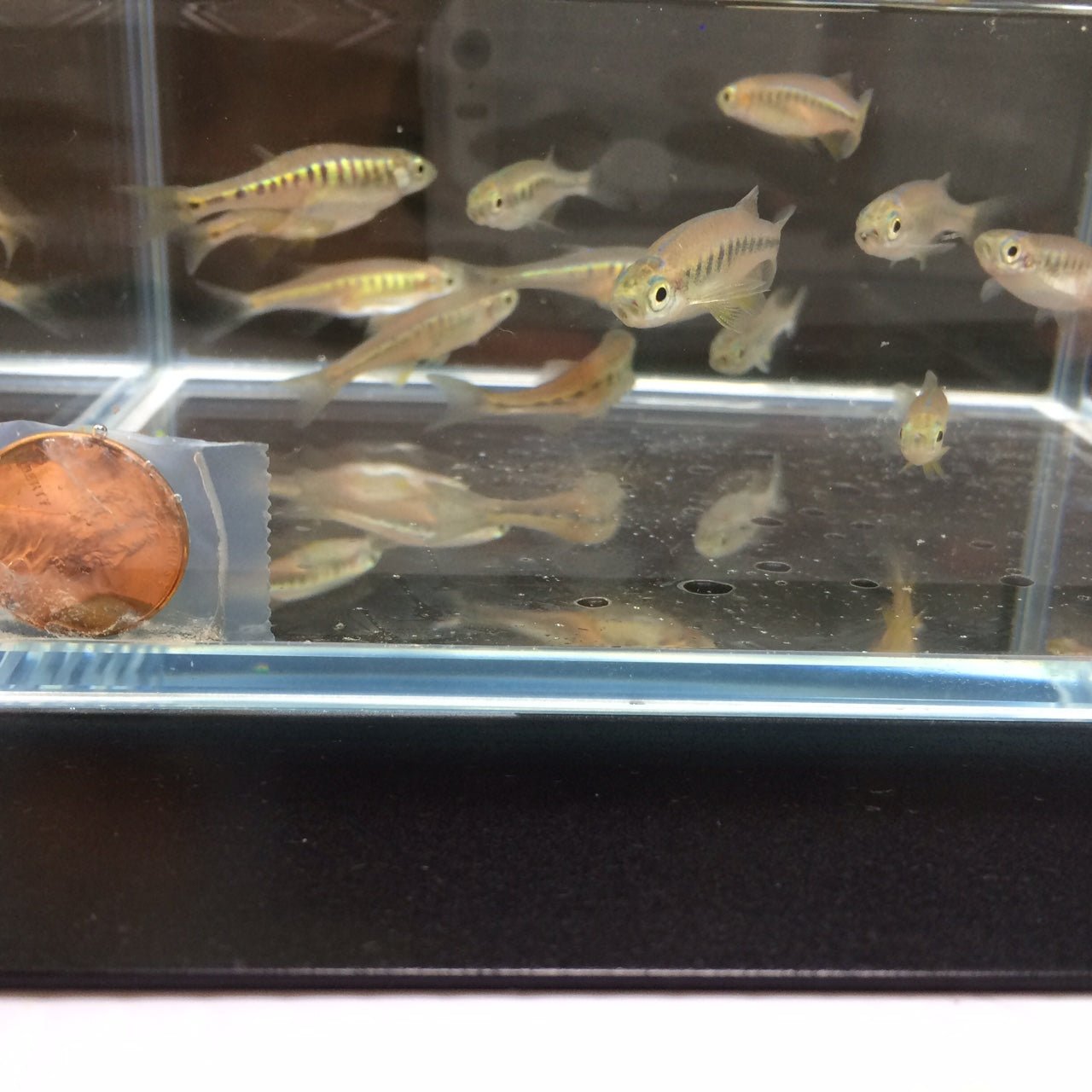 Lake Inlee Danio - Aqua Huna