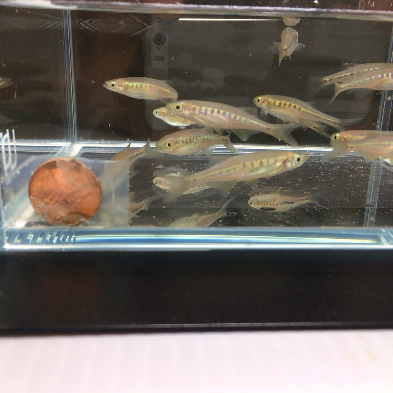 Lake Inlee Danio - Aqua Huna