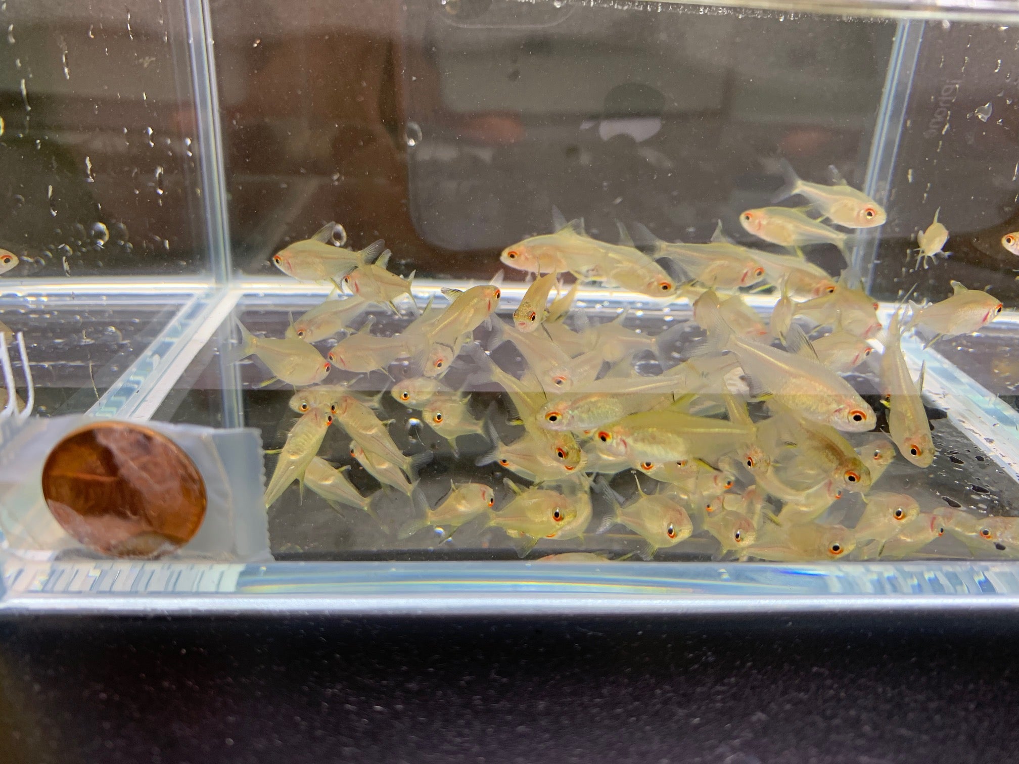 Lemon Tetra - Aqua Huna