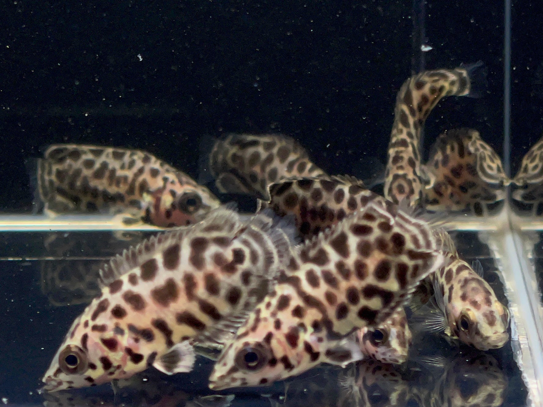 Leopard Ctenopoma - Aqua Huna