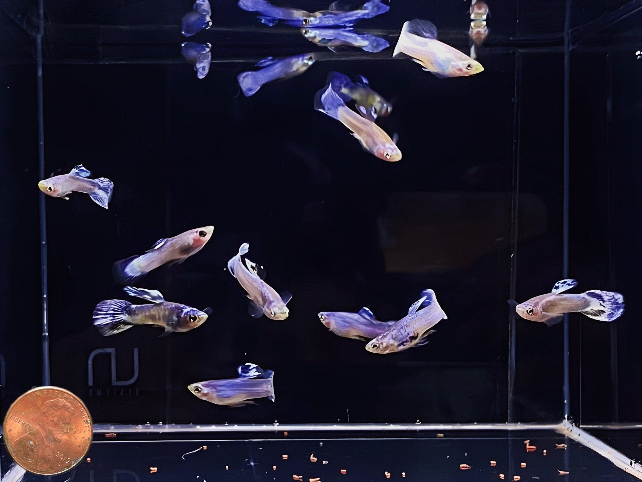 Luminous Purple Guppy Males - Aqua Huna