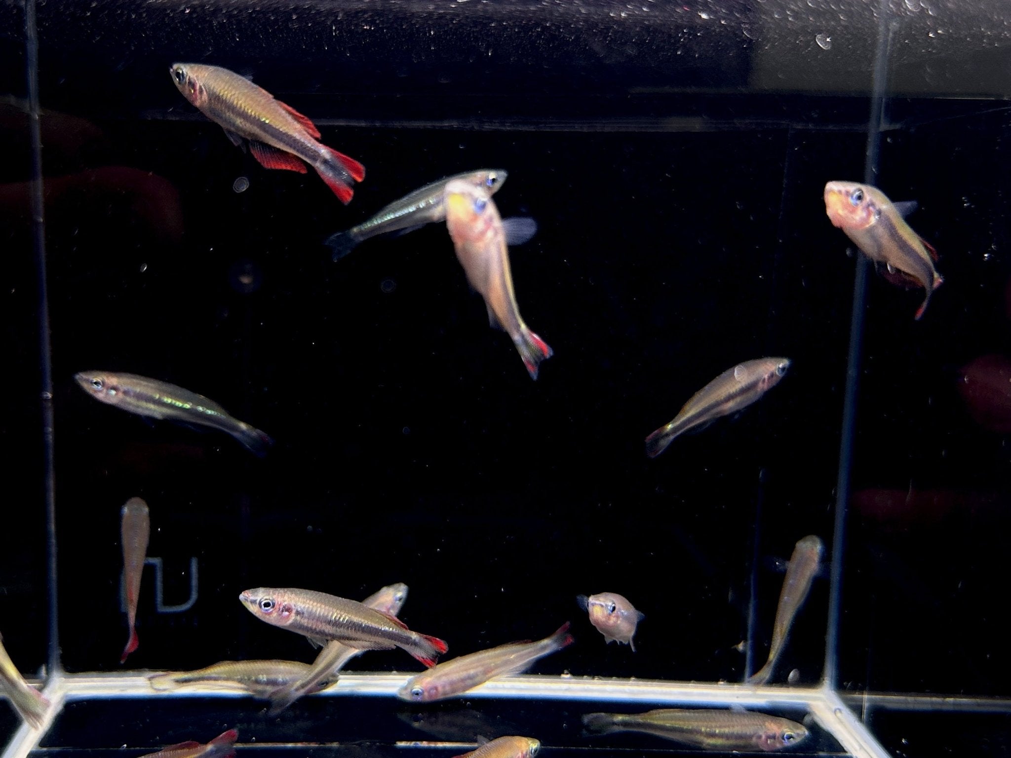 Madagascar Rainbow Fish - Aqua Huna