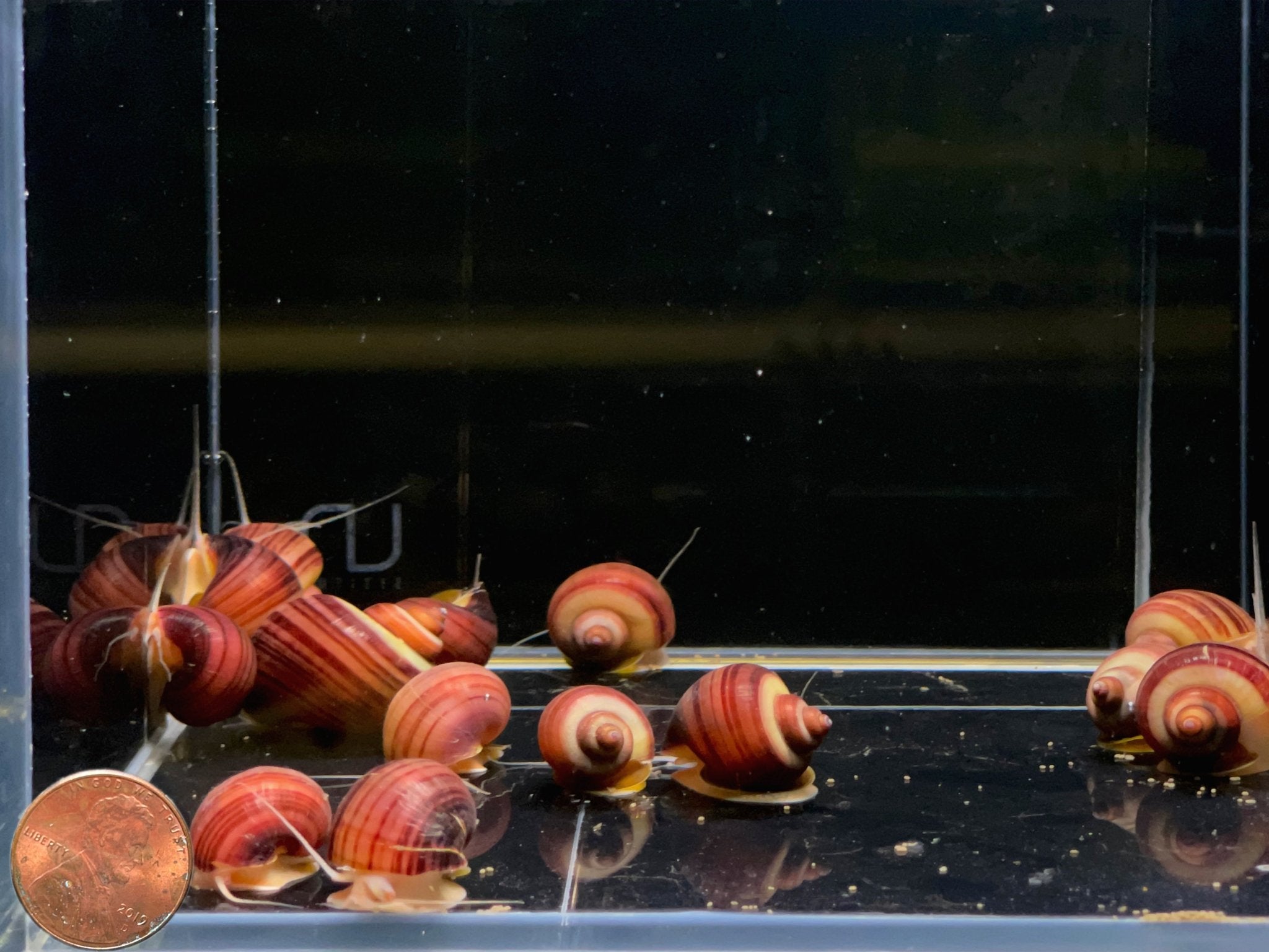 Magenta Mystery Snail - Aqua Huna