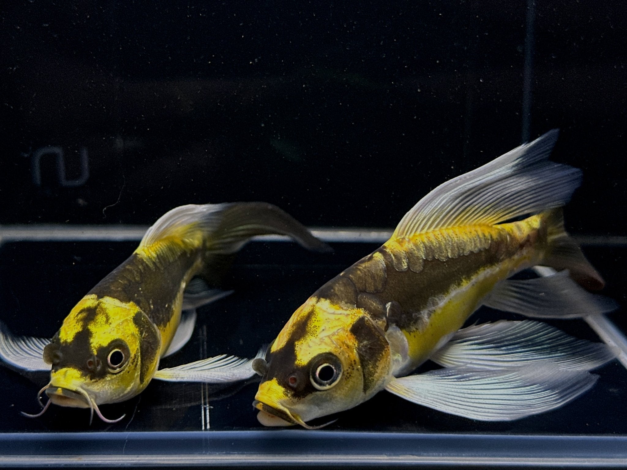 Mayan Butterfly Koi (4-5 inch) - Aqua Huna