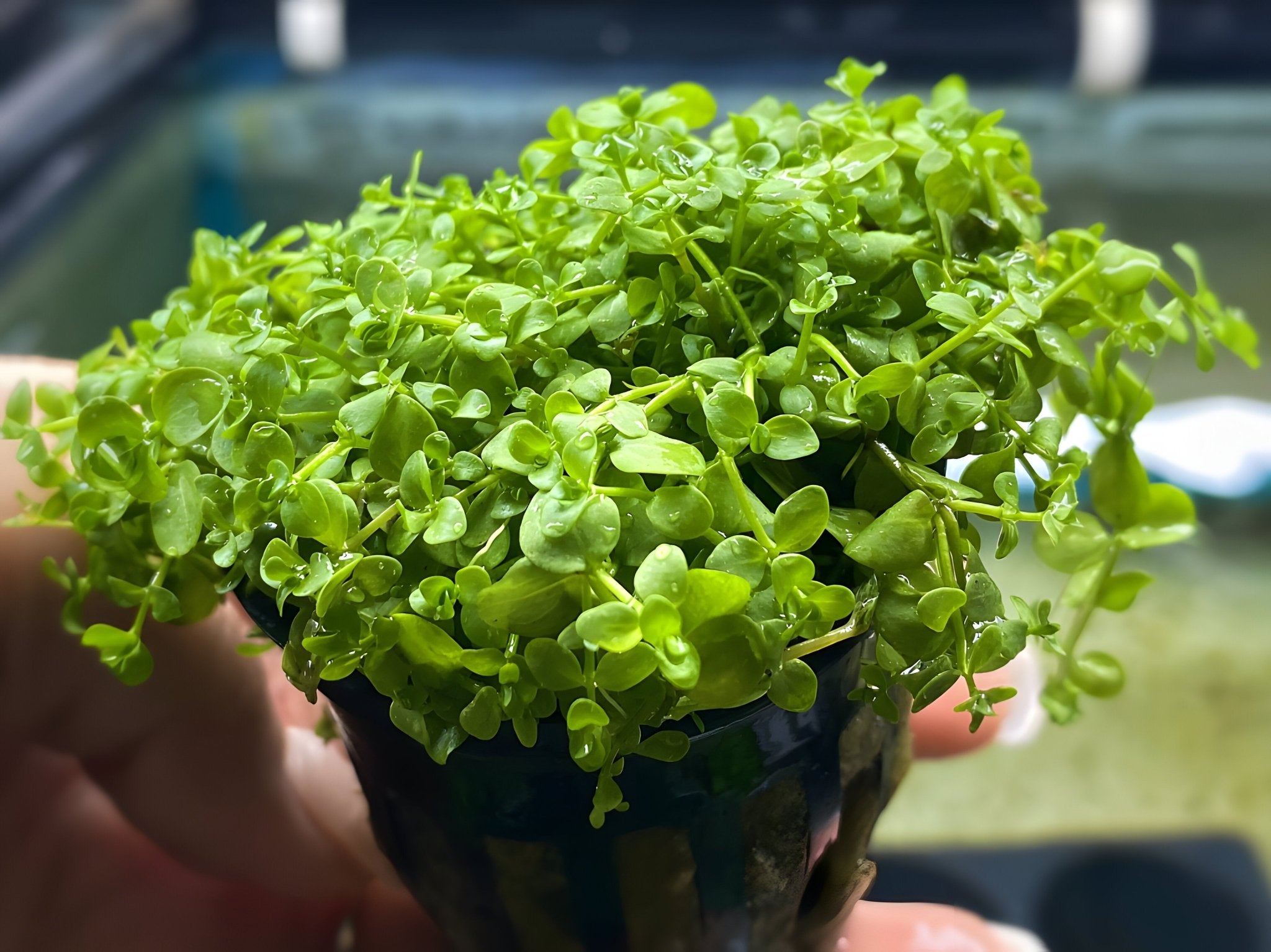 Micranthemum "Monte Carlo" - Potted Plant - Aqua Huna