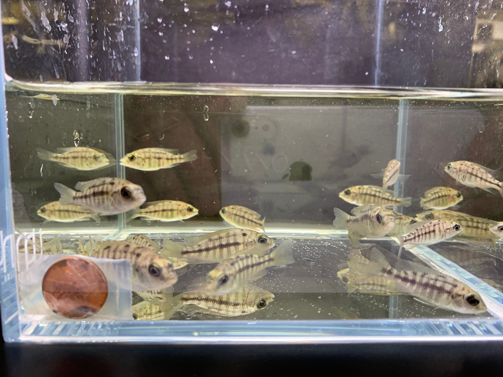 Ndiwe Fire Hap - Aqua Huna