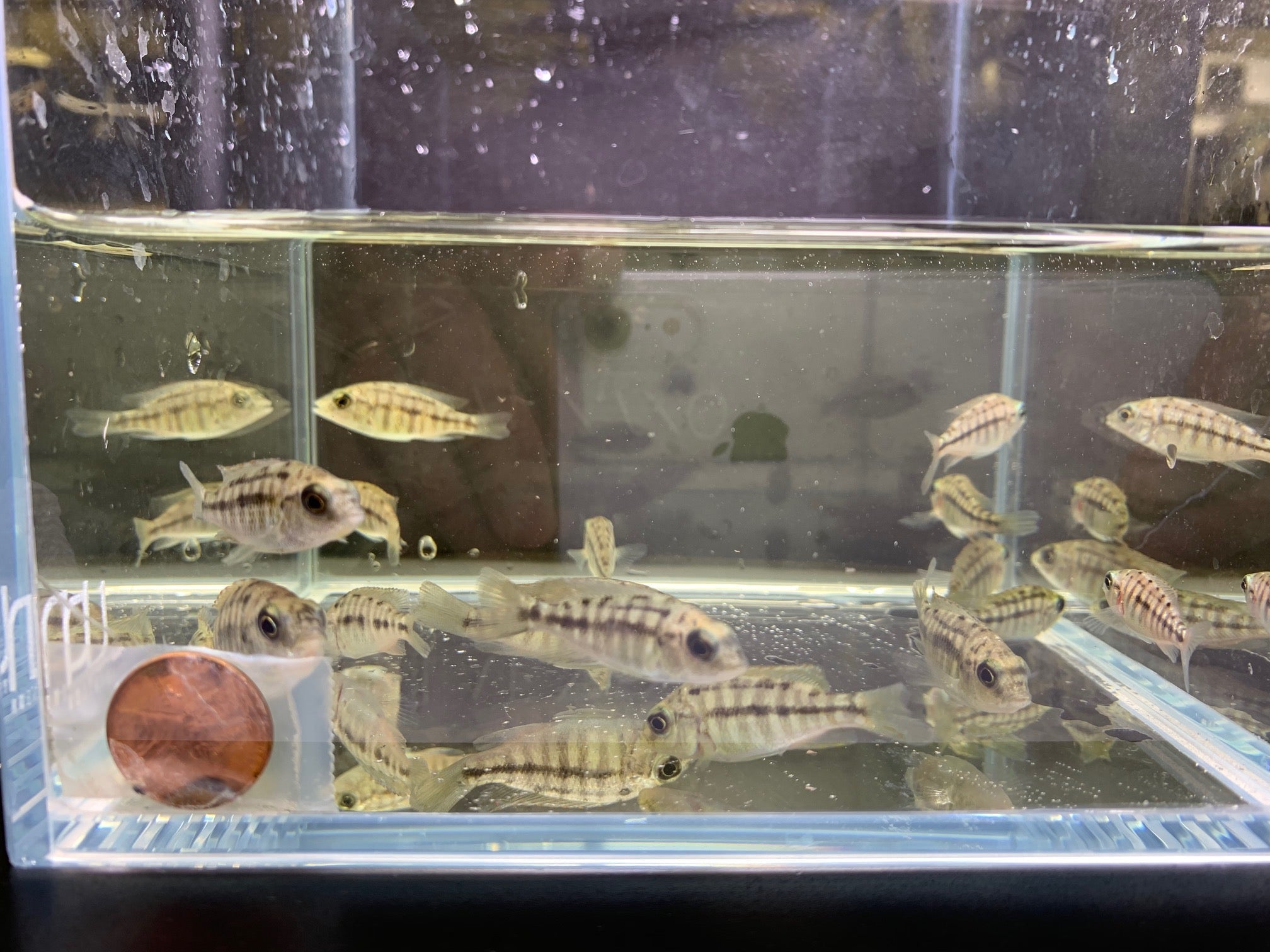 Ndiwe Fire Hap - Aqua Huna