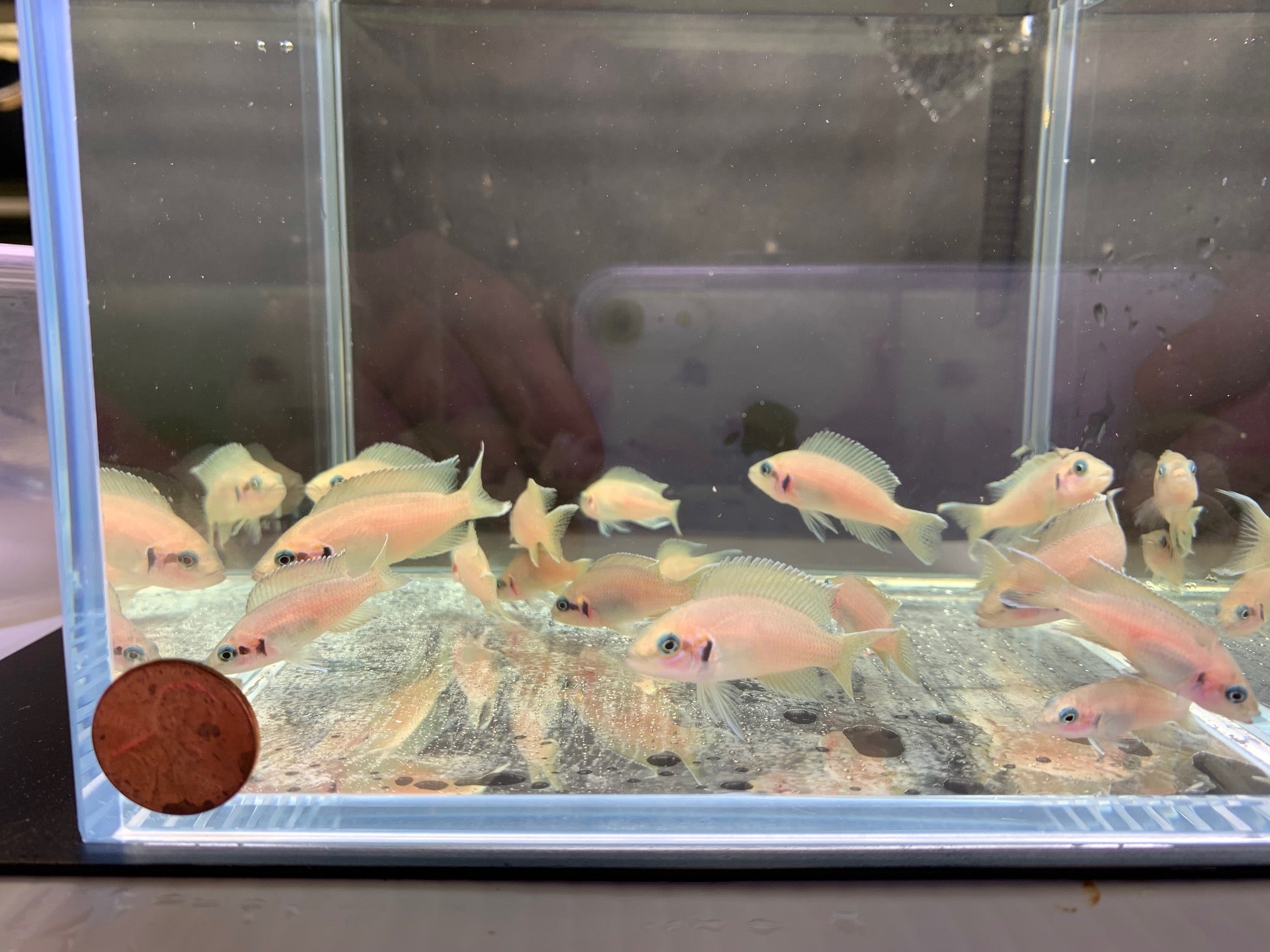 Neolamprologous Brichardi (1.5") - Aqua Huna