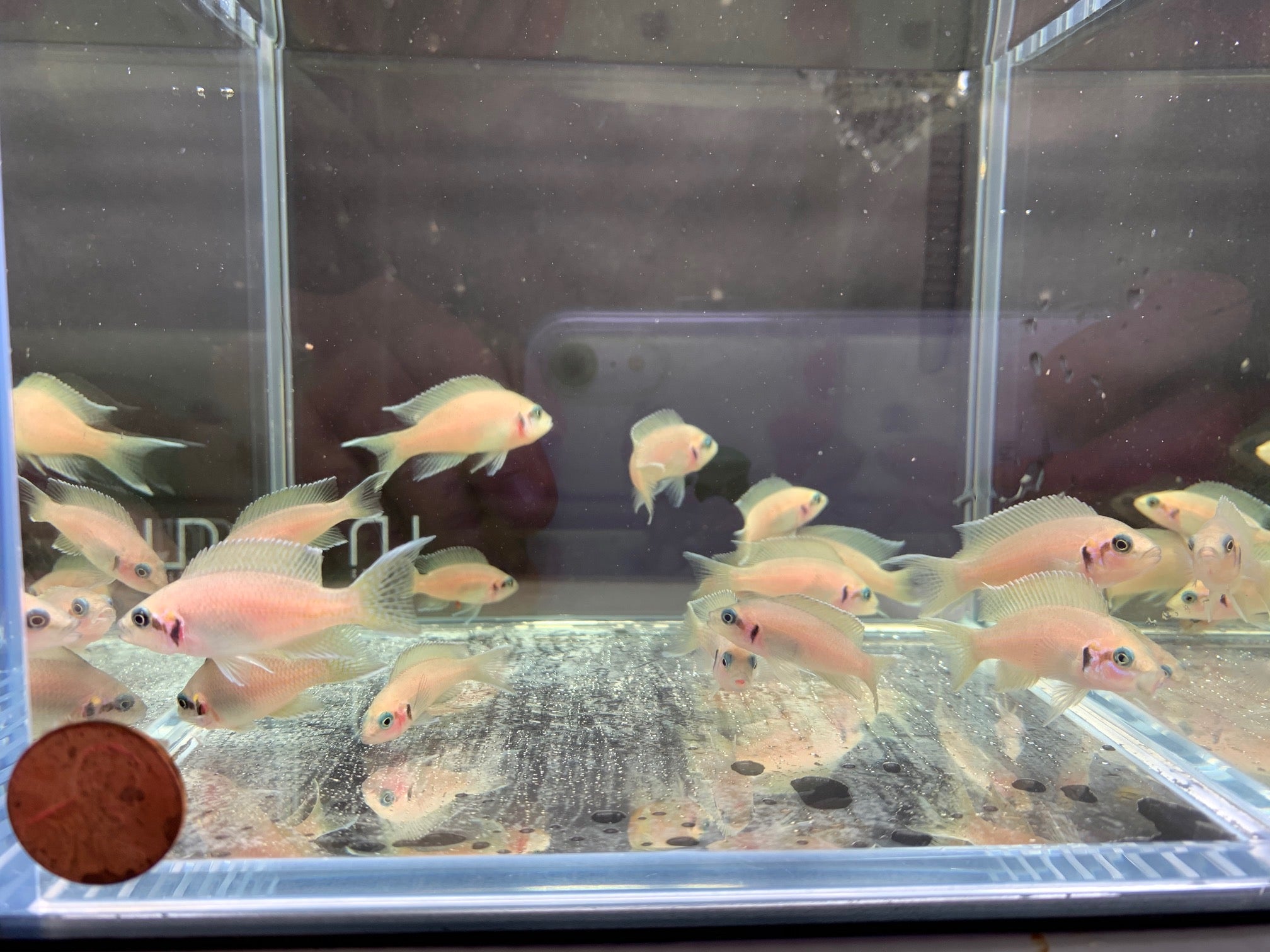 Neolamprologous Brichardi (1.5") - Aqua Huna