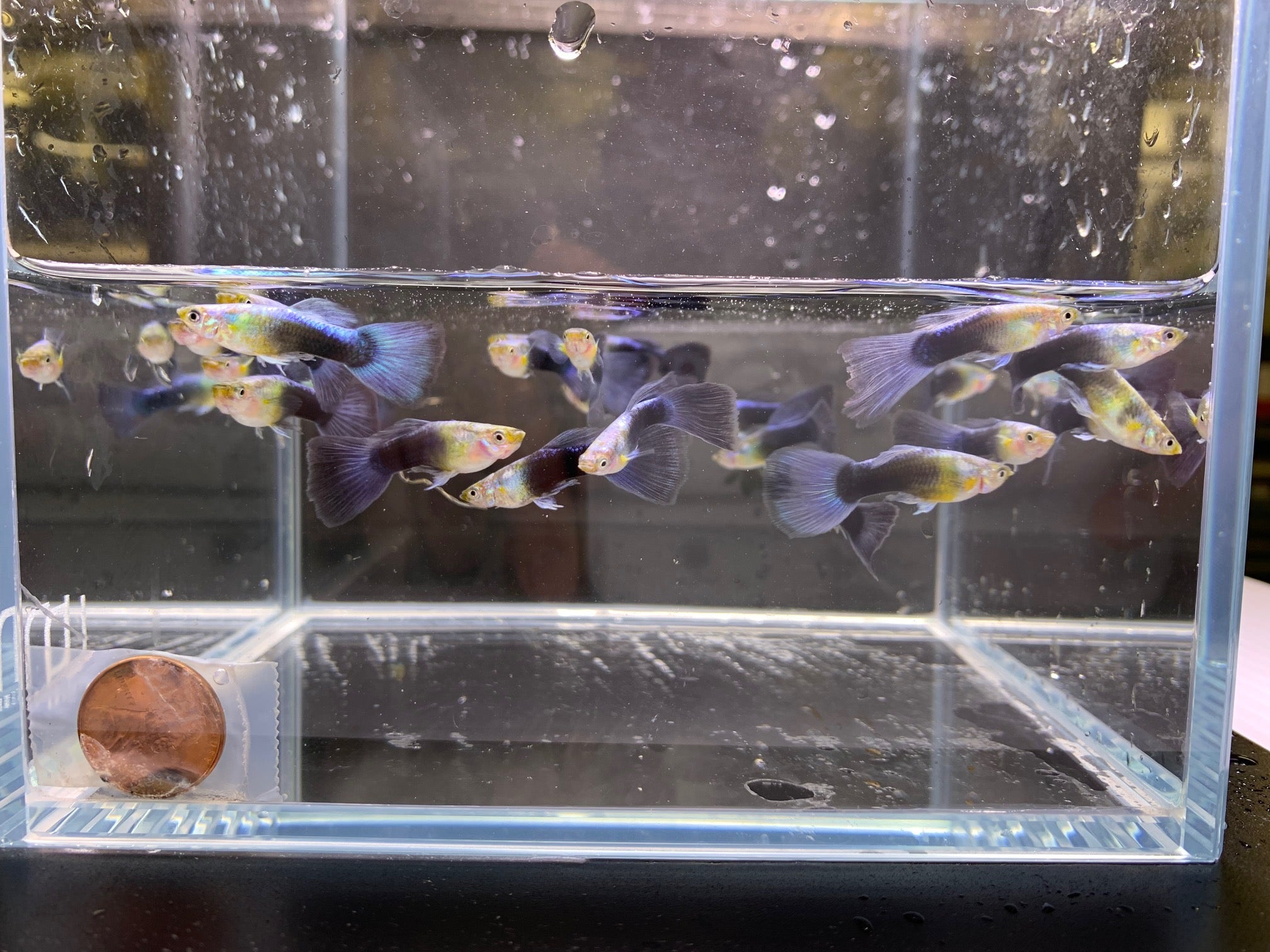 Neon Blue Metallic Guppy Males - Aqua Huna