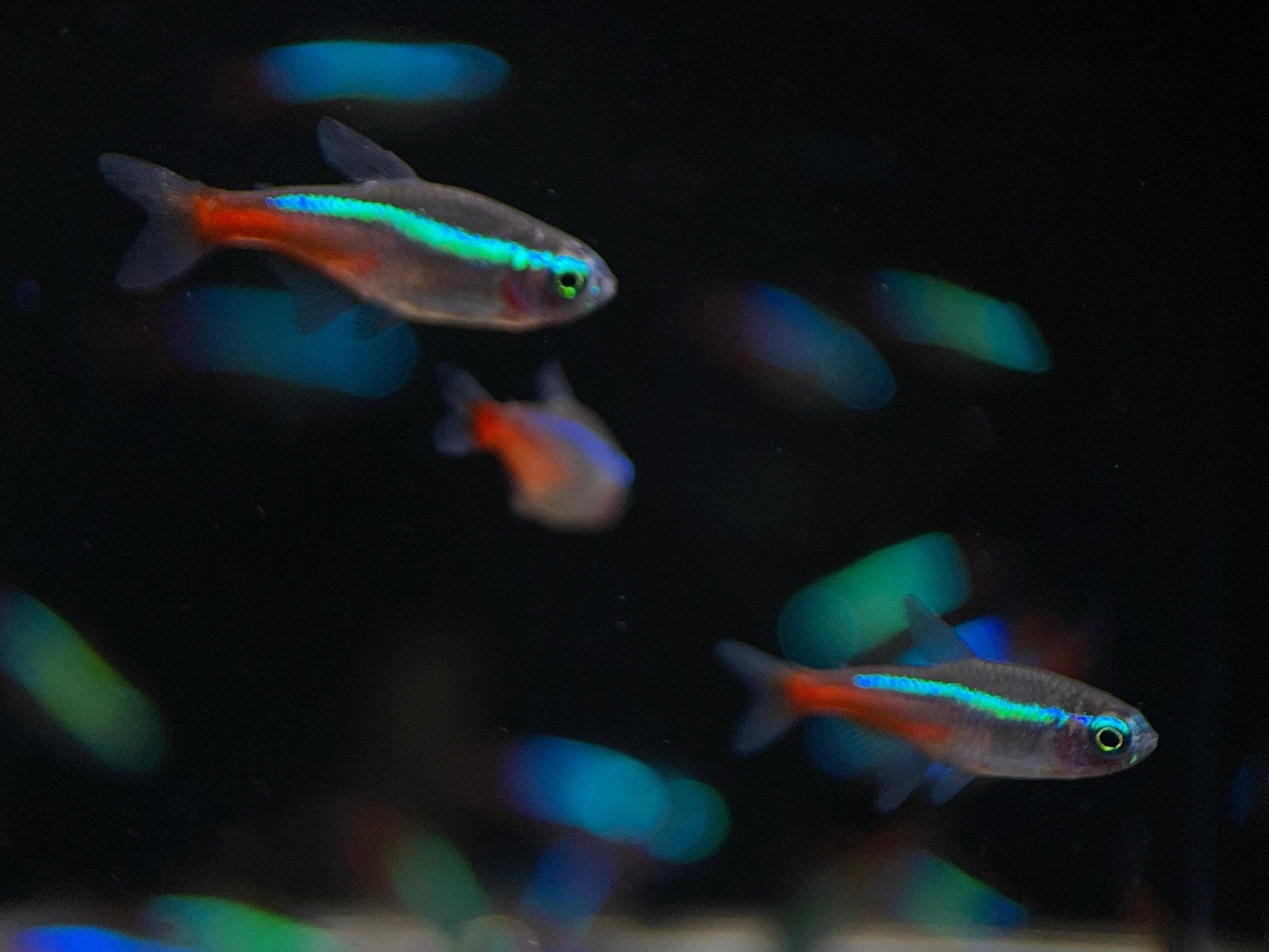 Neon Tetra(M/L) Vibrant Schooling Fish for Freshwater Tank