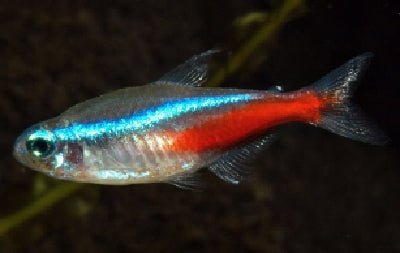 Neon Tetra (Size S) - Aqua Huna