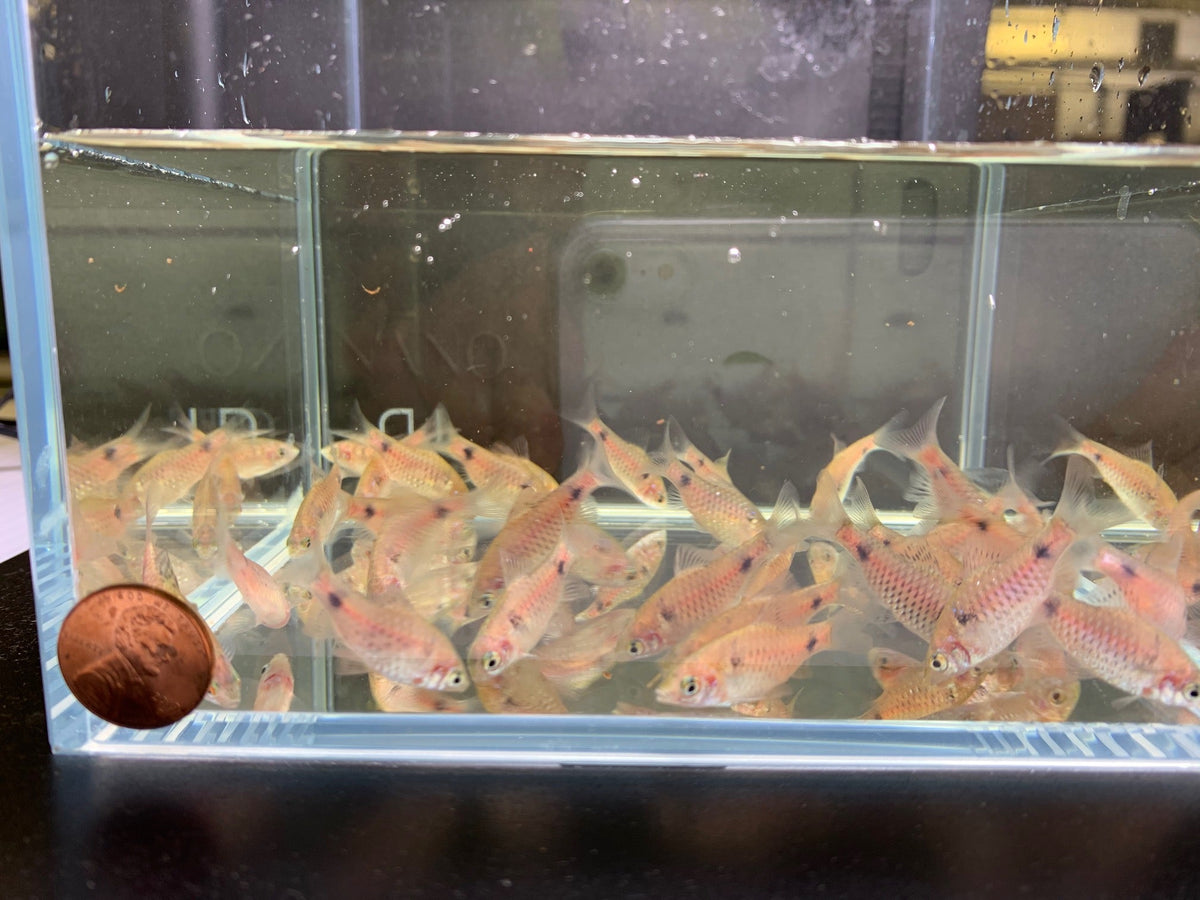 Odessa Barb Vibrant Community Fish for Sale Aqua Huna