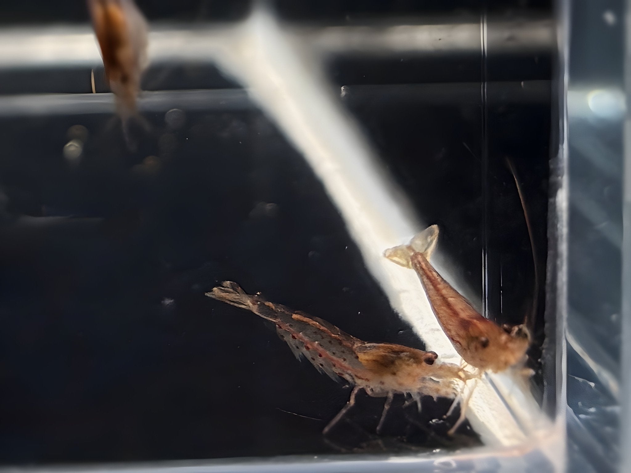 Orange Amano Shrimp - Aqua Huna