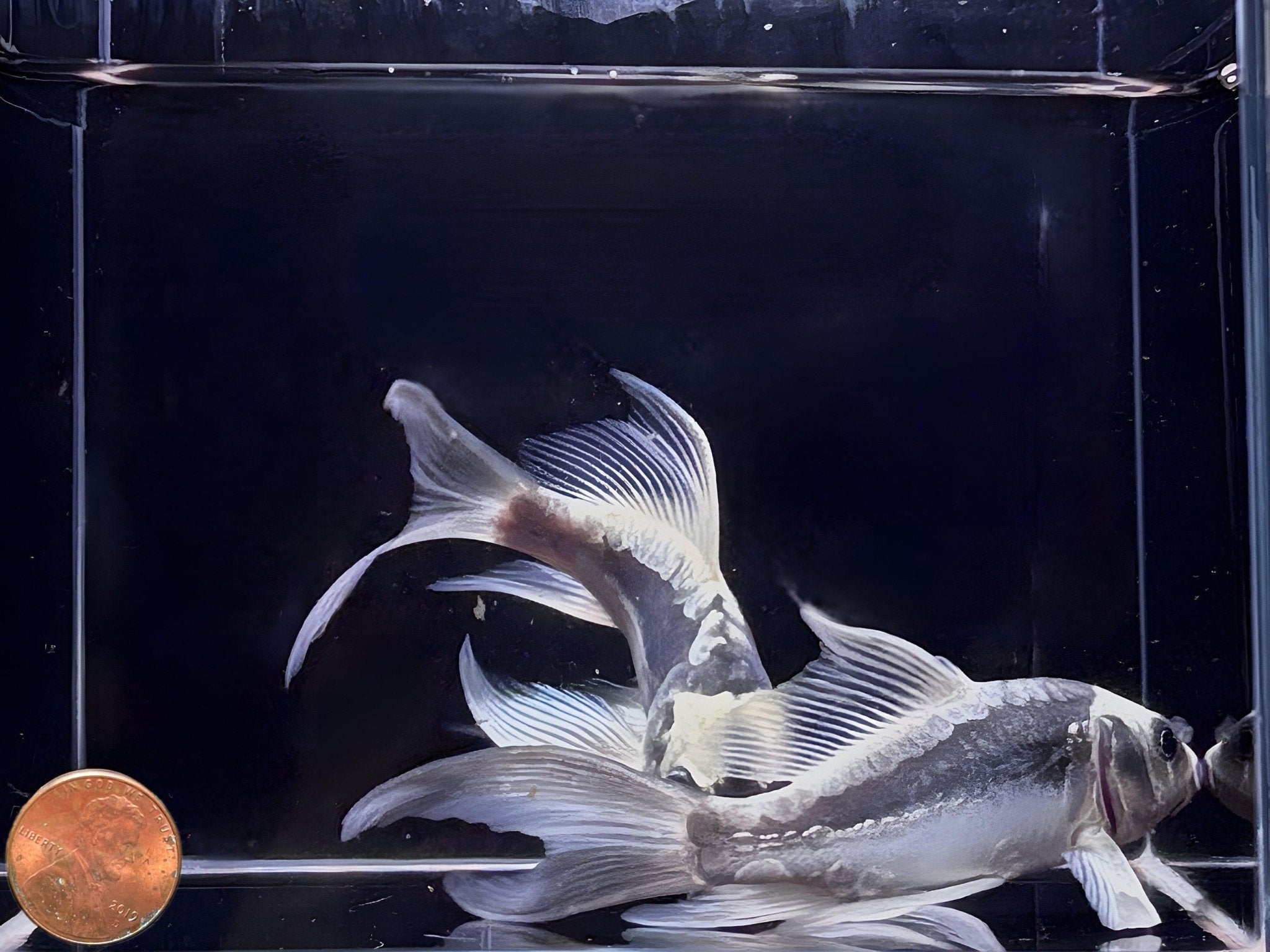 Panda Butterfly Koi (4 - 5") - Aqua Huna