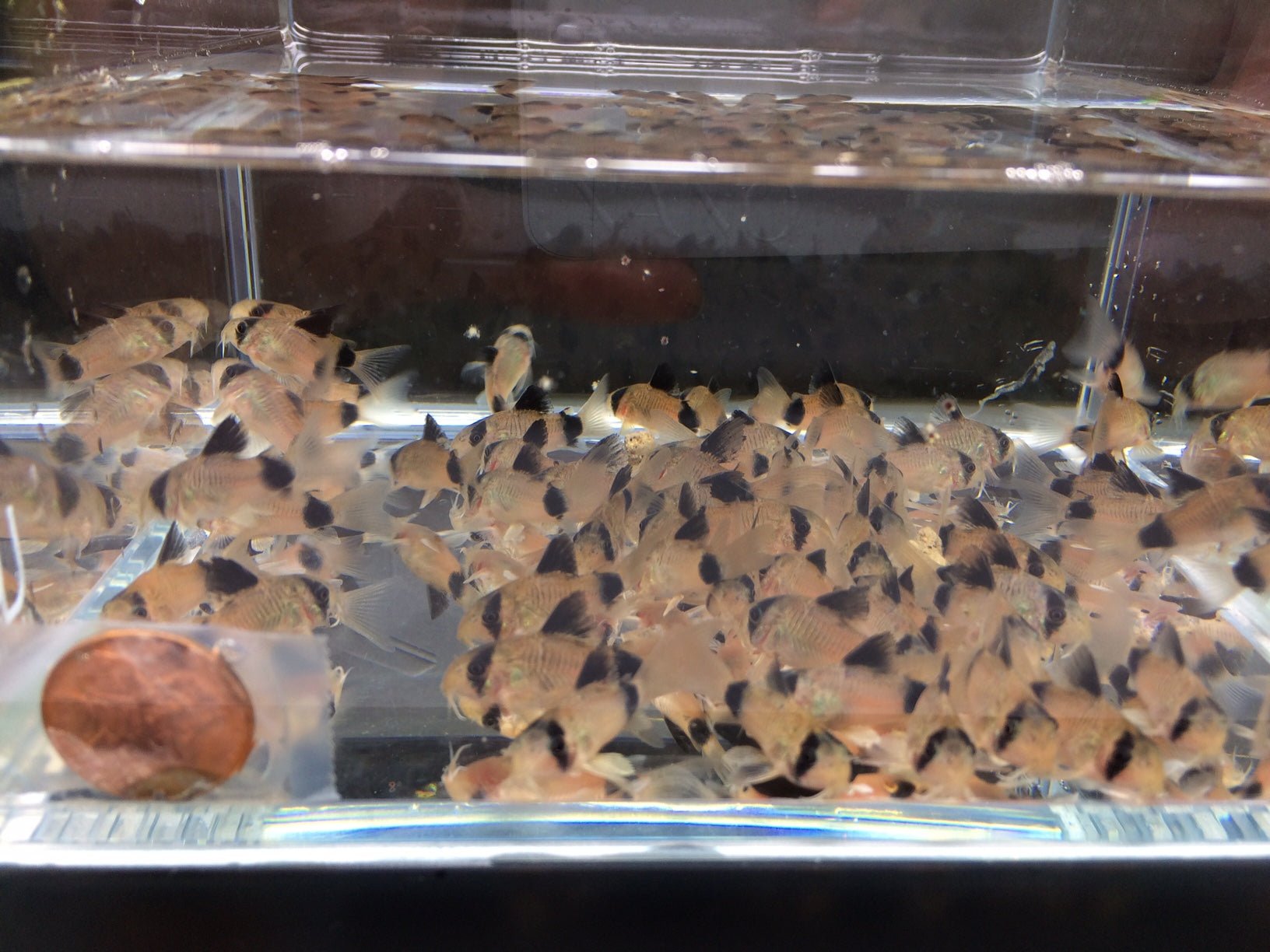 Panda Cory - Aqua Huna