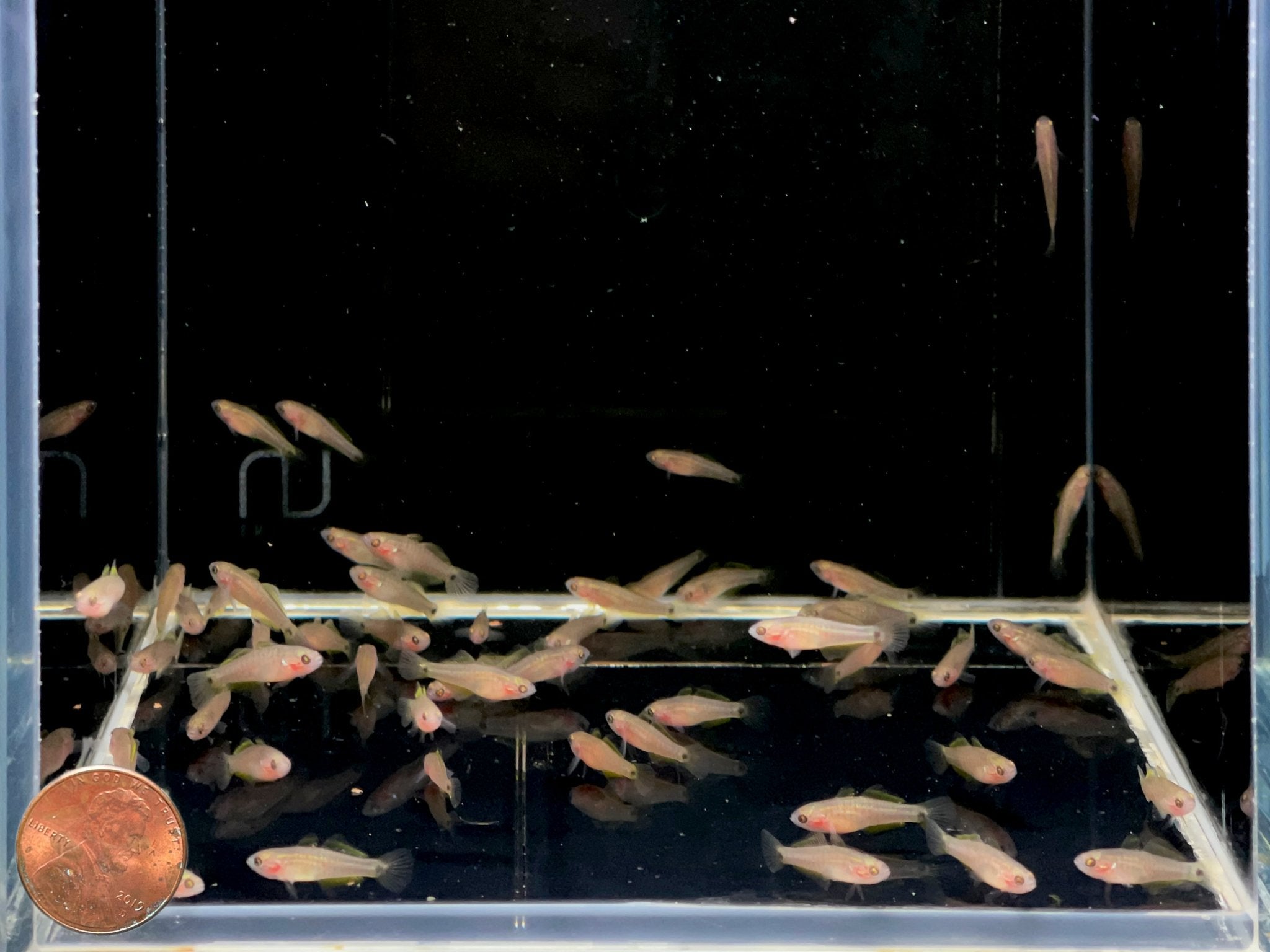 Peacock Gudgeon - Aqua Huna
