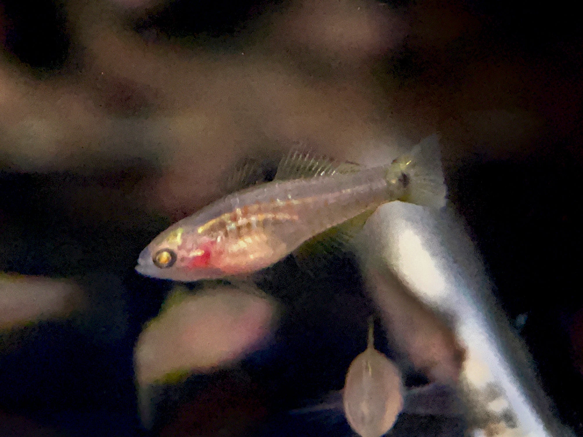 Peacock Gudgeon - Aqua Huna