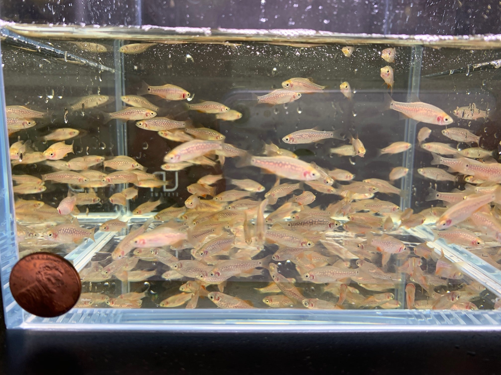 Pearl Emerald Dwarf Danio / Rasbora (Hybrid) - Aqua Huna