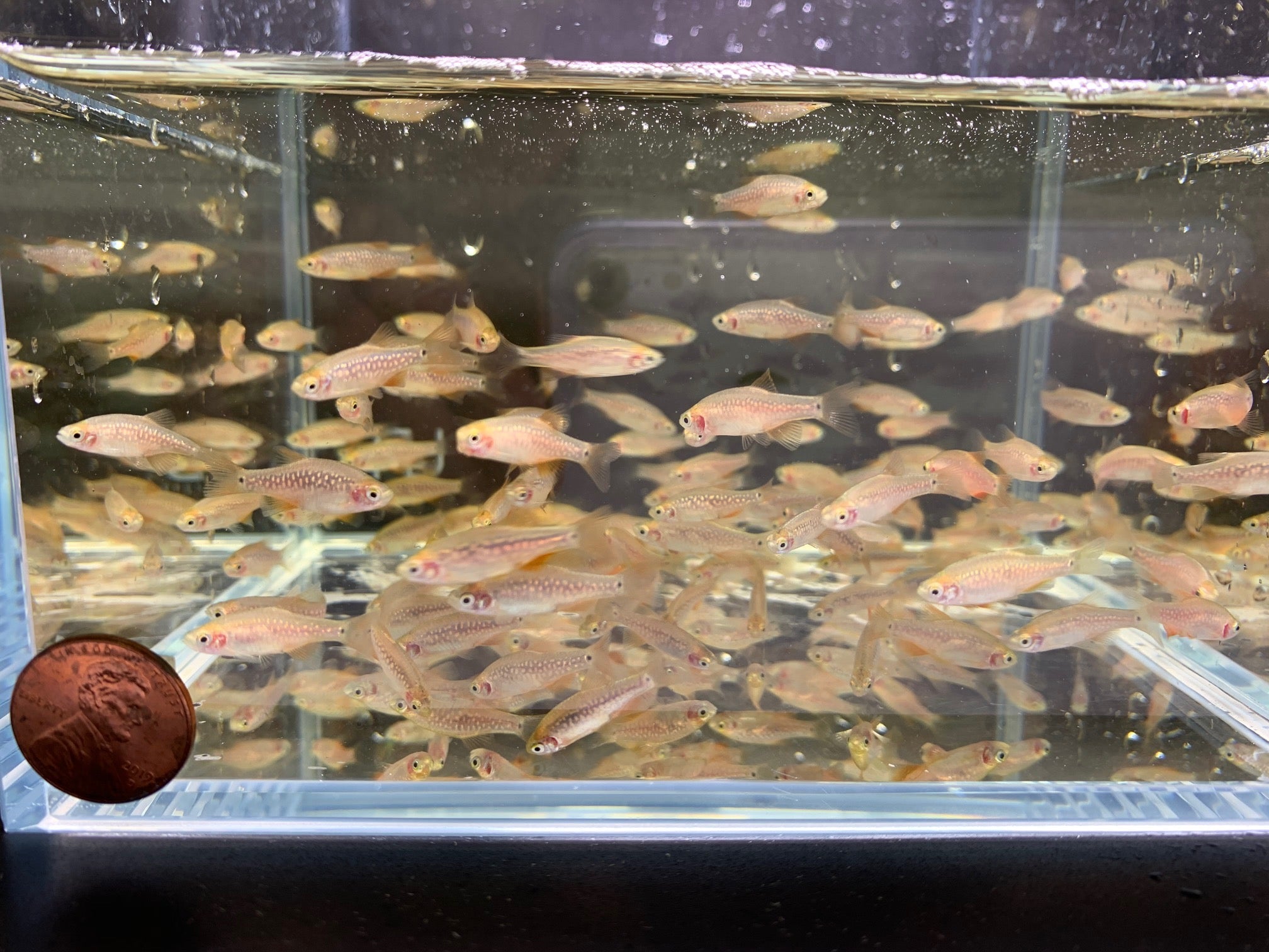 Pearl Emerald Dwarf Danio / Rasbora (Hybrid) - Aqua Huna