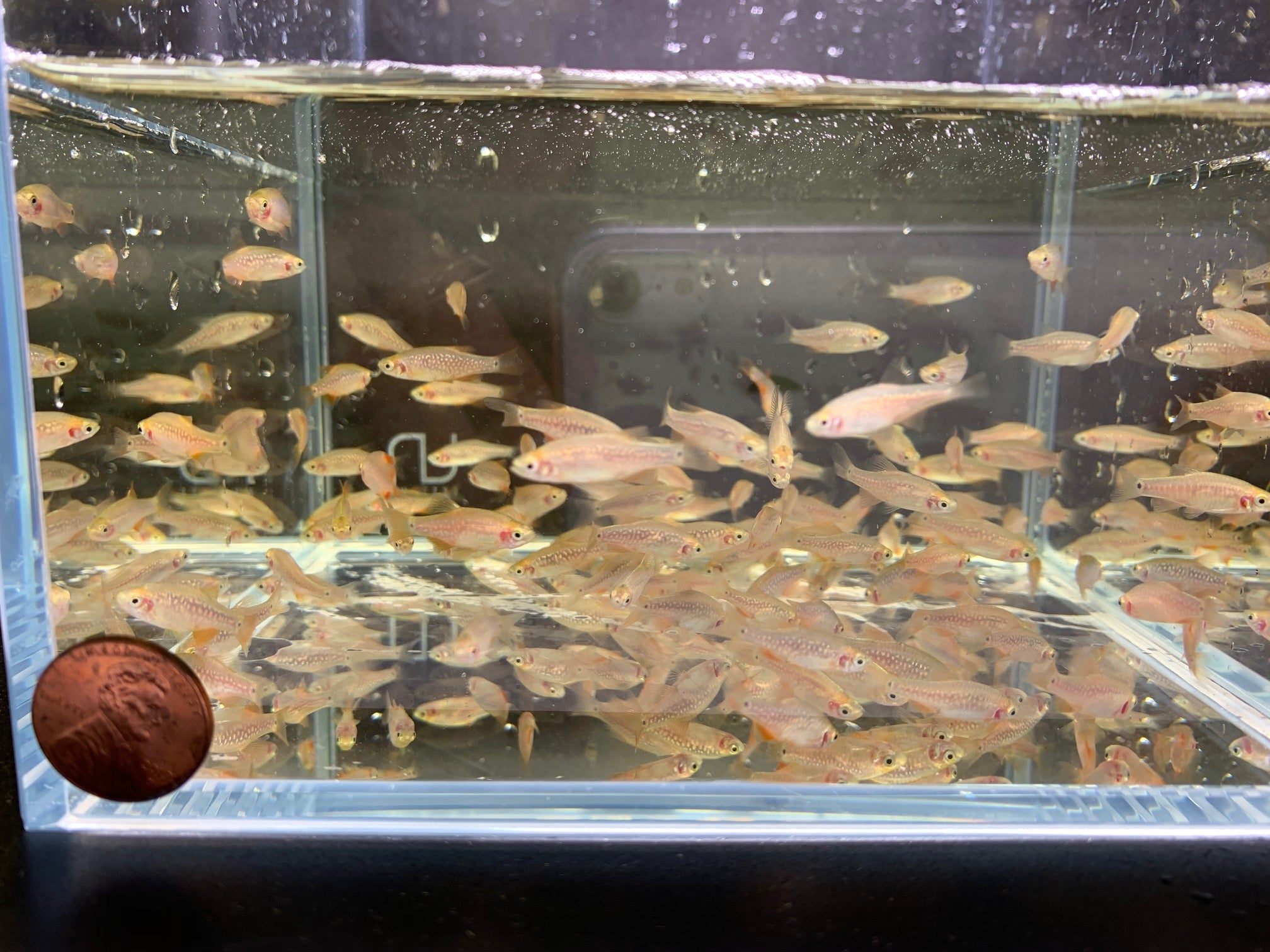 Pearl Emerald Dwarf Danio / Rasbora (Hybrid) - Aqua Huna