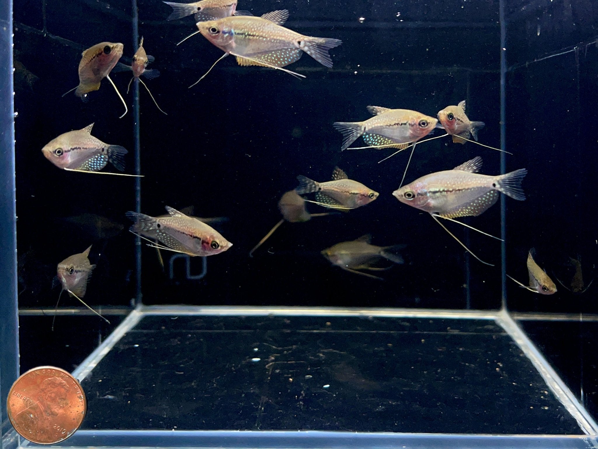 Pearl Gourmai - Aqua Huna