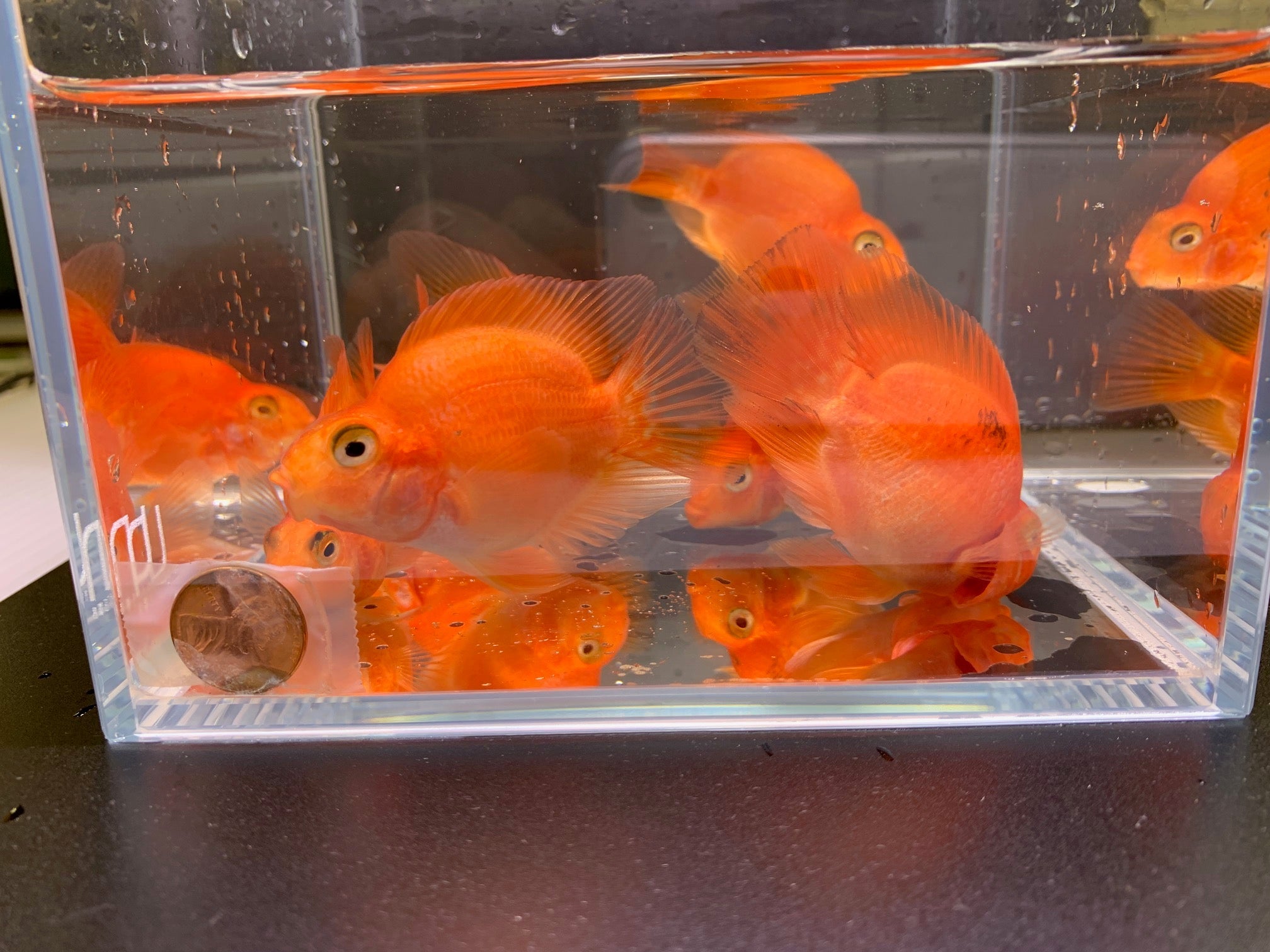 Persimmon Parrot (Grade A) - Aqua Huna