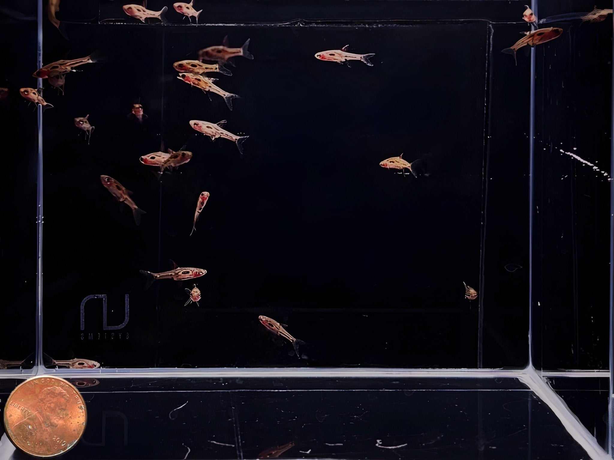 Phoenix Rasbora - Aqua Huna