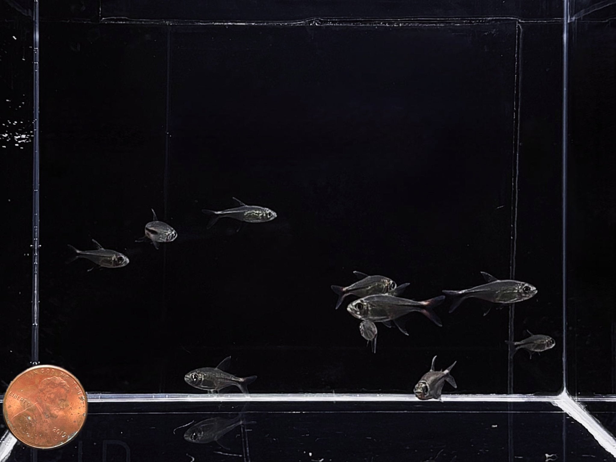 Phoenix Tetra - Aqua Huna