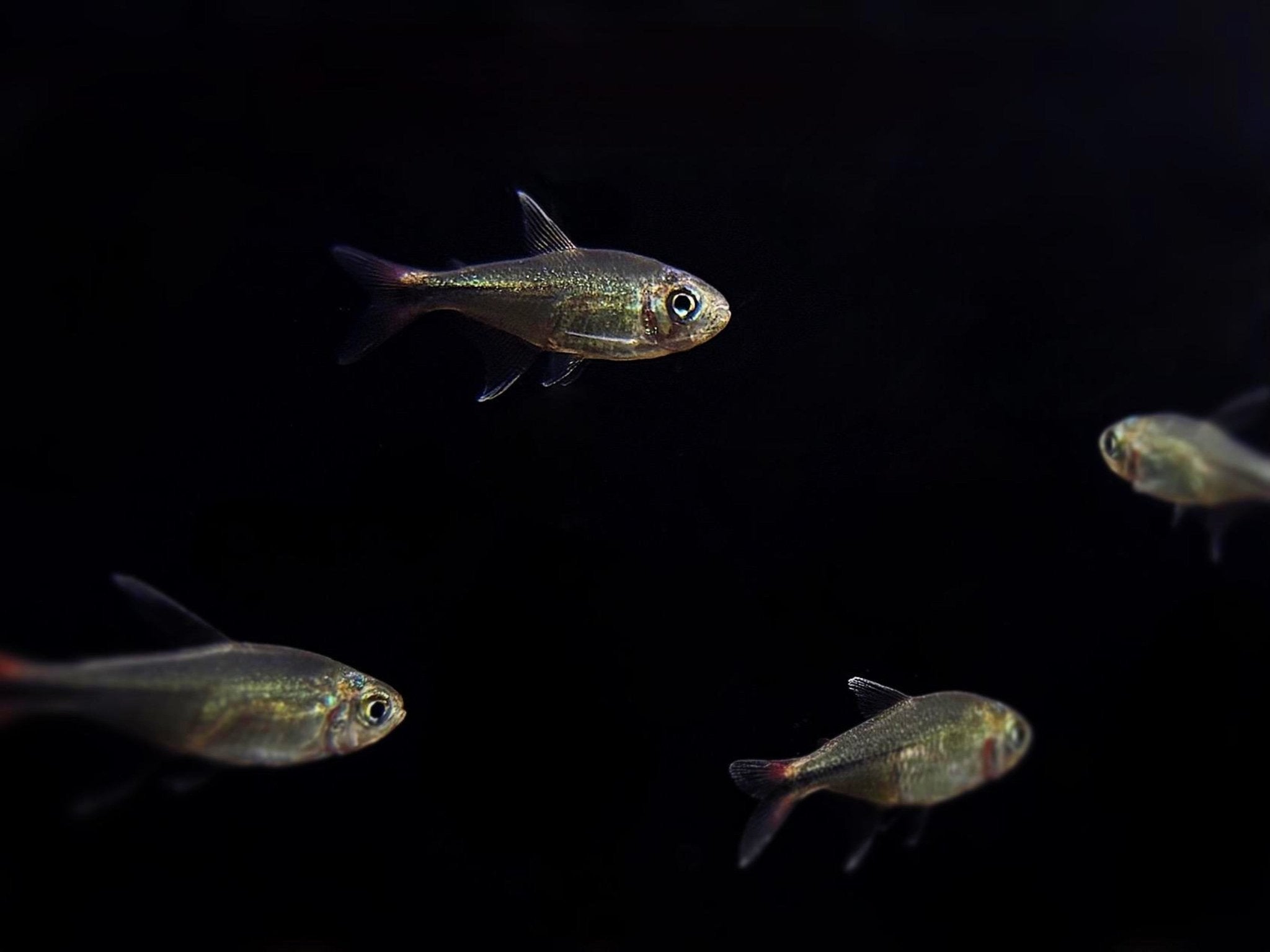 Phoenix Tetra Colorful Nano Schooling Fish