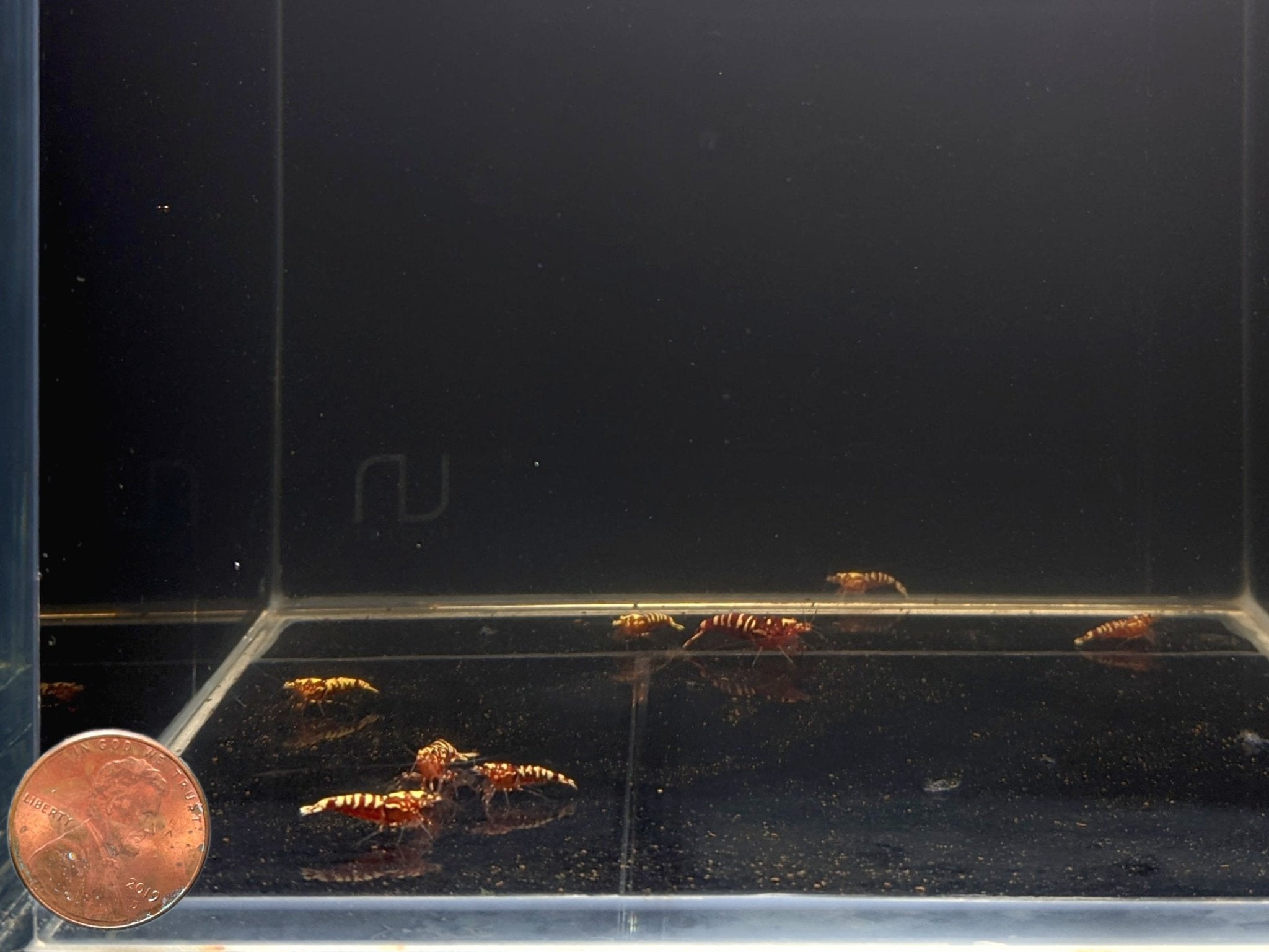 Pinto Galaxy Zebra Red Shrimp (Grade A) - Aqua Huna