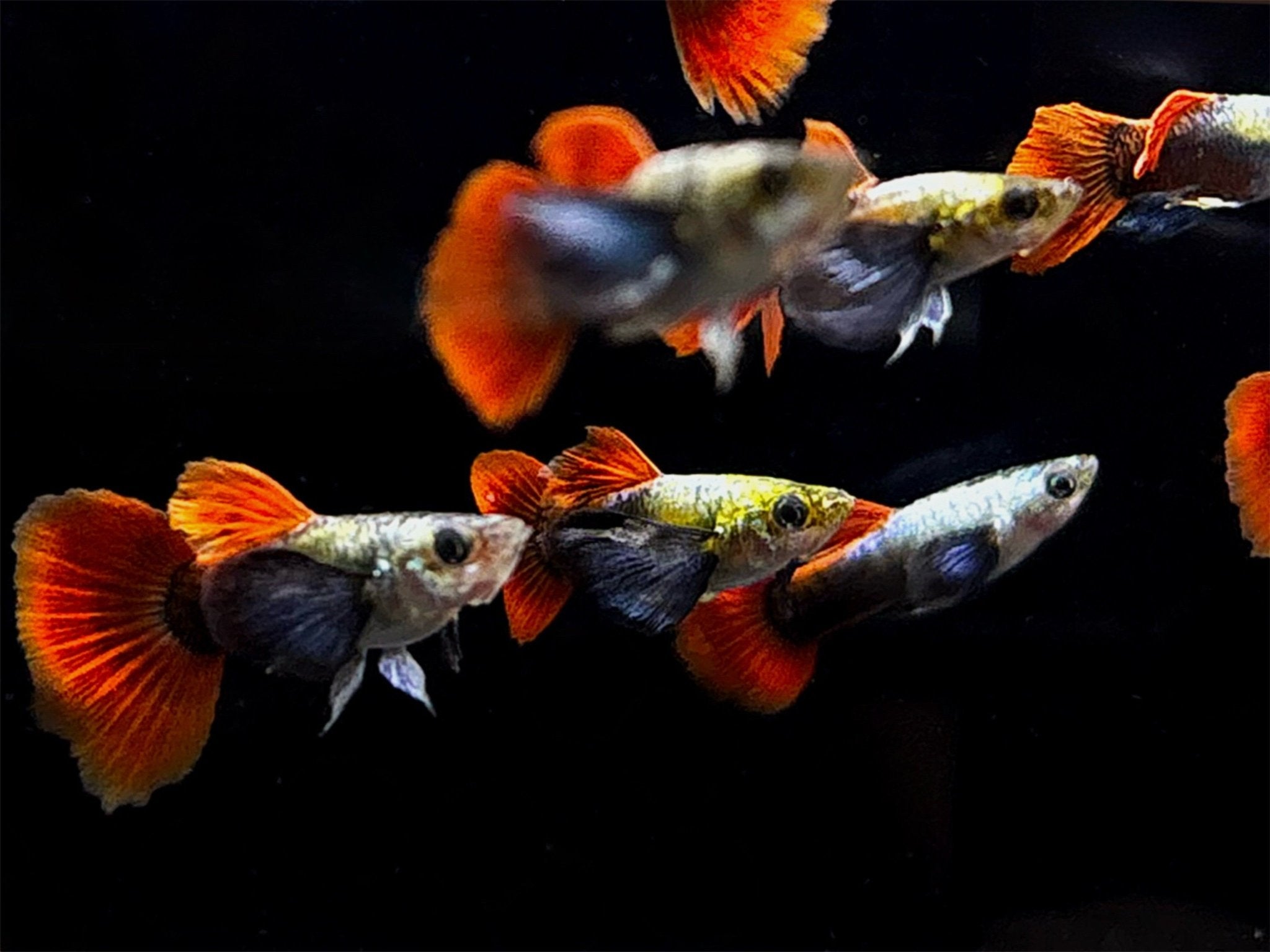 Platinum Redtail Dumbo Ear Guppy Males - Aqua Huna