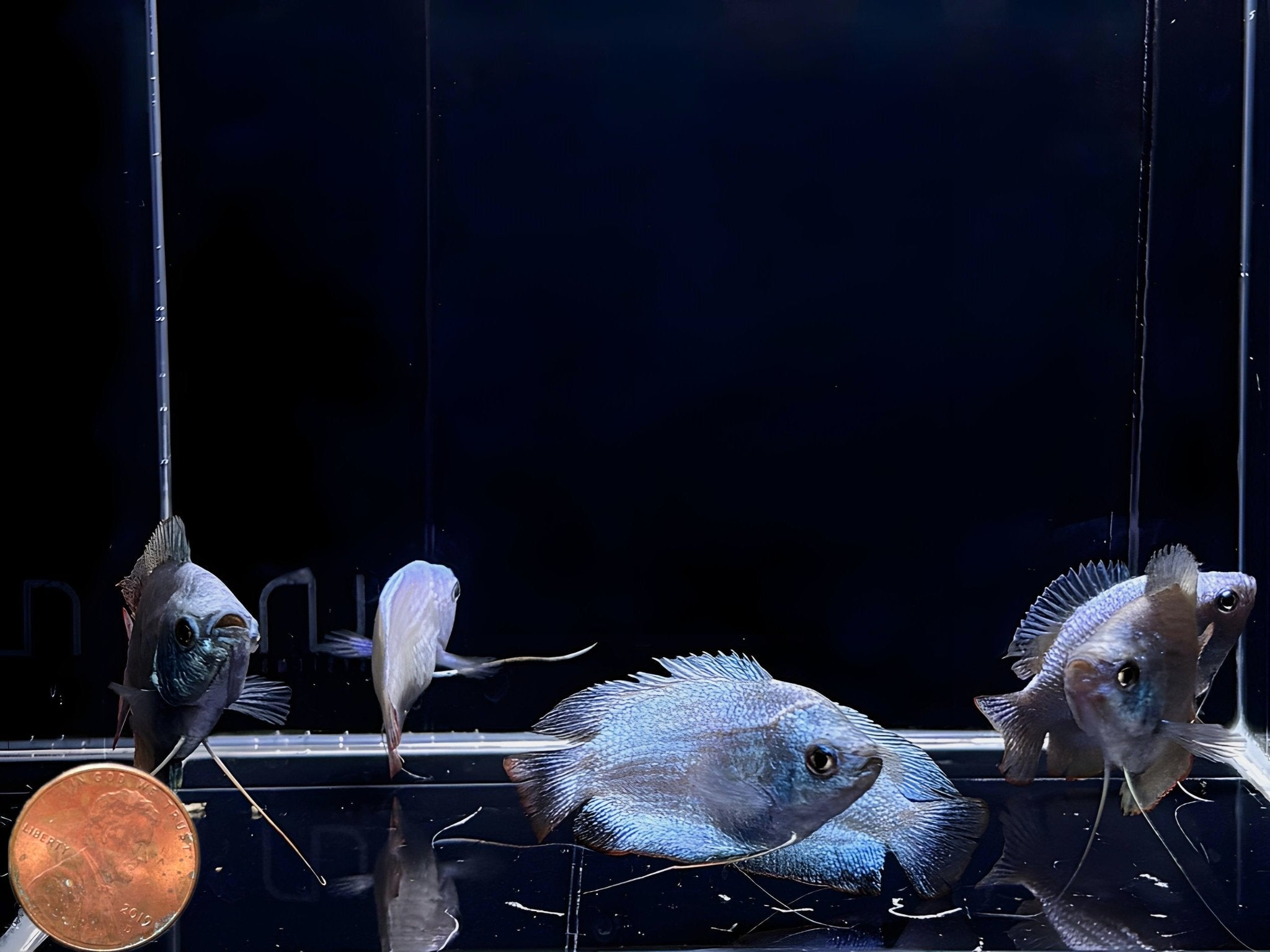 Powder Blue Dwarf Gourami - Aqua Huna