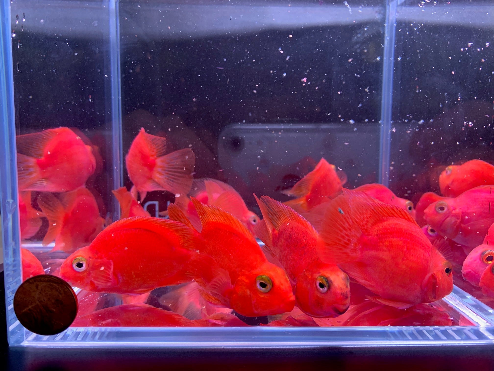 Purple Parrot (Grade A) 2.5" - Aqua Huna