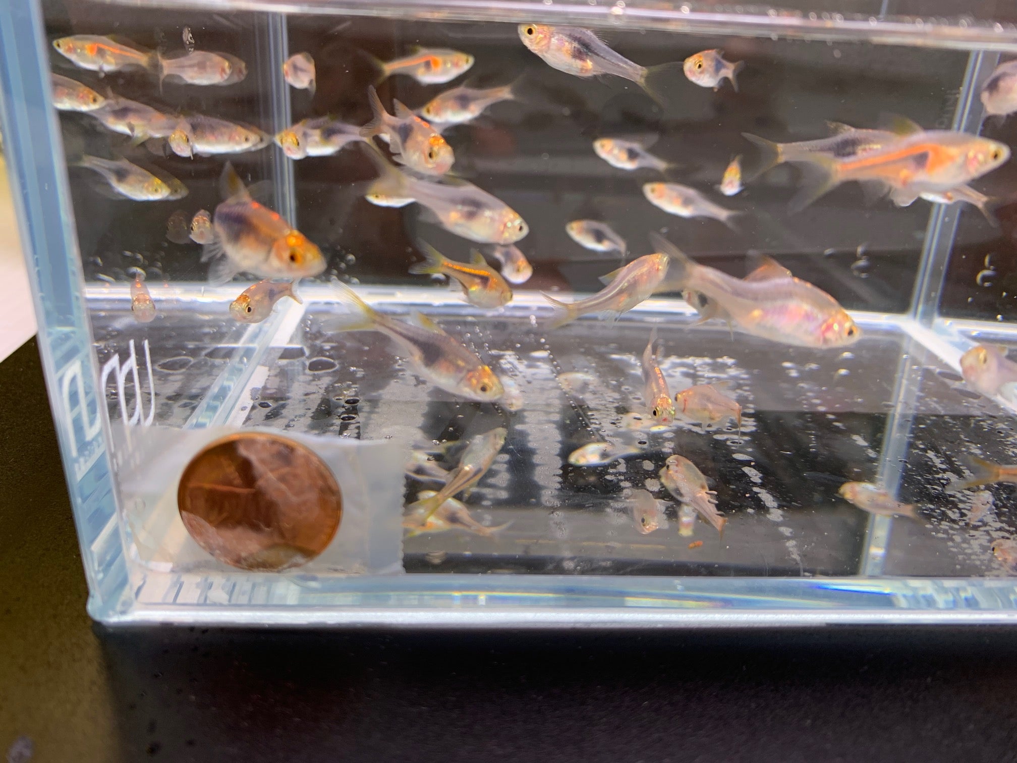 Purple/Blue Harlequin - Aqua Huna