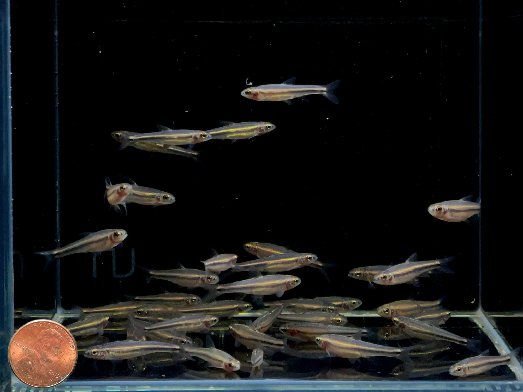 Rainbow Shiner - Aqua Huna