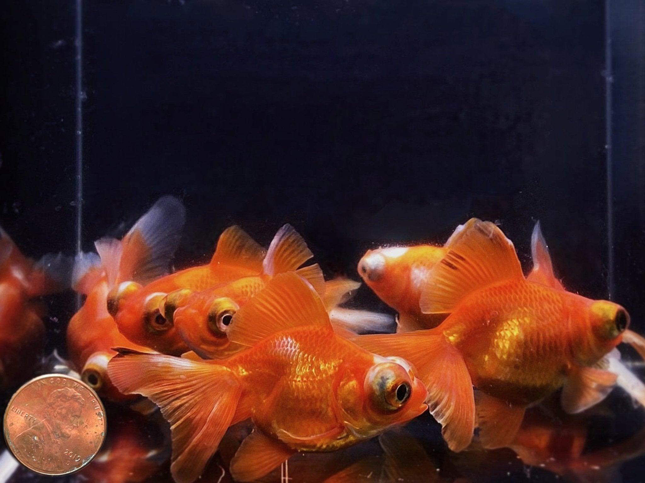 Red Butterfly Tail Goldfish - 2.5 - 2.75" - Aqua Huna