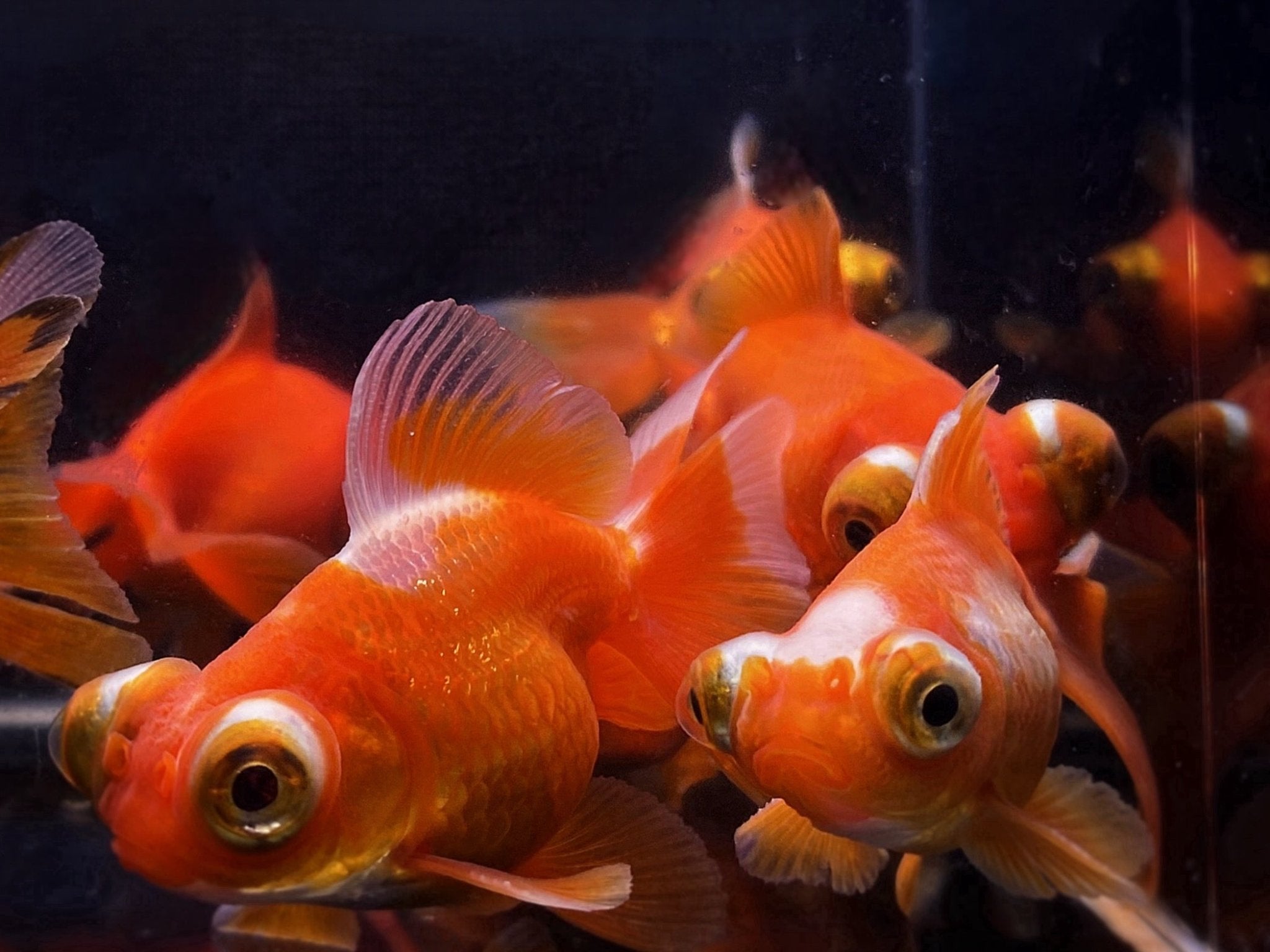 Red Butterfly Tail Goldfish - 2.5 - 2.75" - Aqua Huna