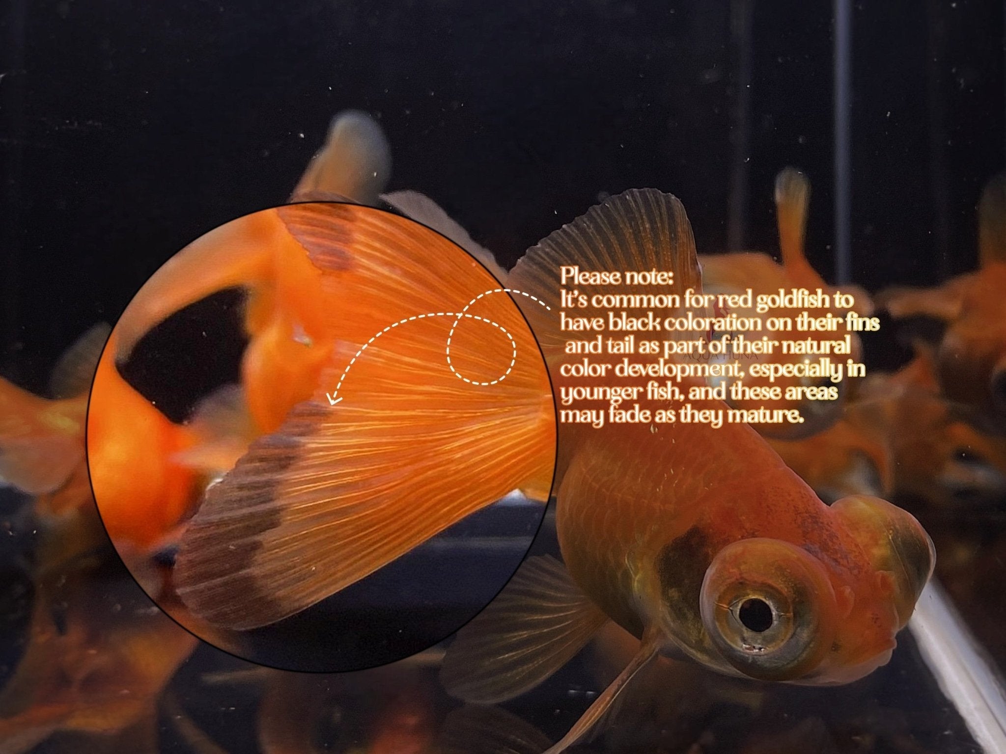 Red Butterfly Tail Goldfish - 2.5 - 2.75" - Aqua Huna