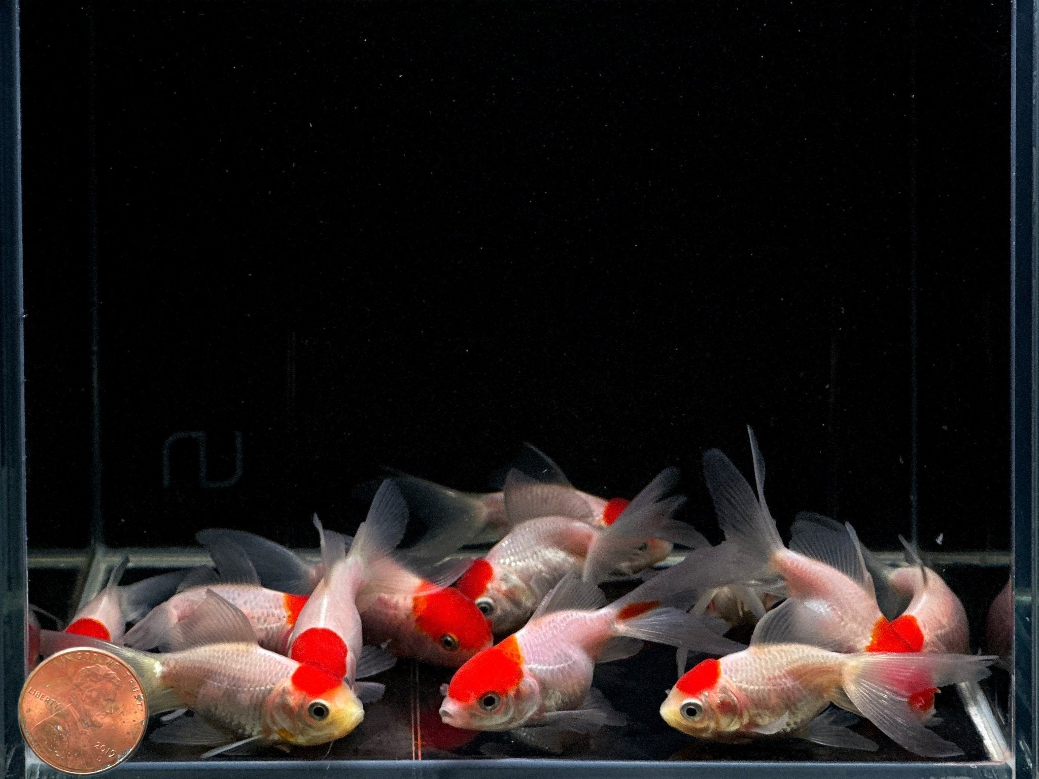 Red Cap Oranda Goldfish - 3" - Aqua Huna