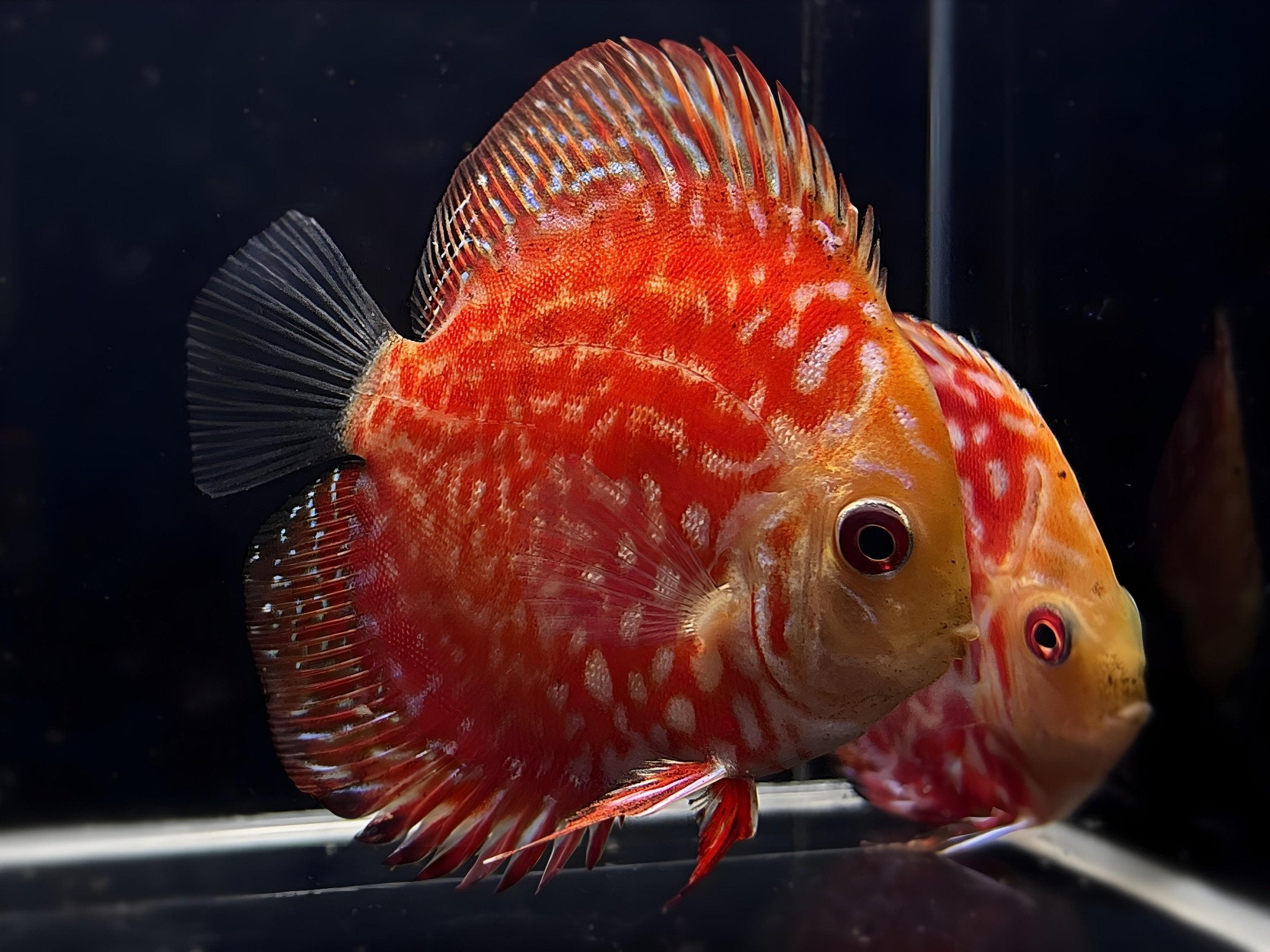 South&Central American Cichlids | Exotic Freshwater Fish