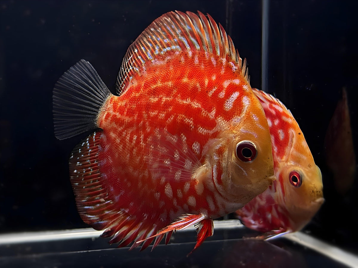 Red Checkerboard Discus 2-2.5" - Aqua Huna