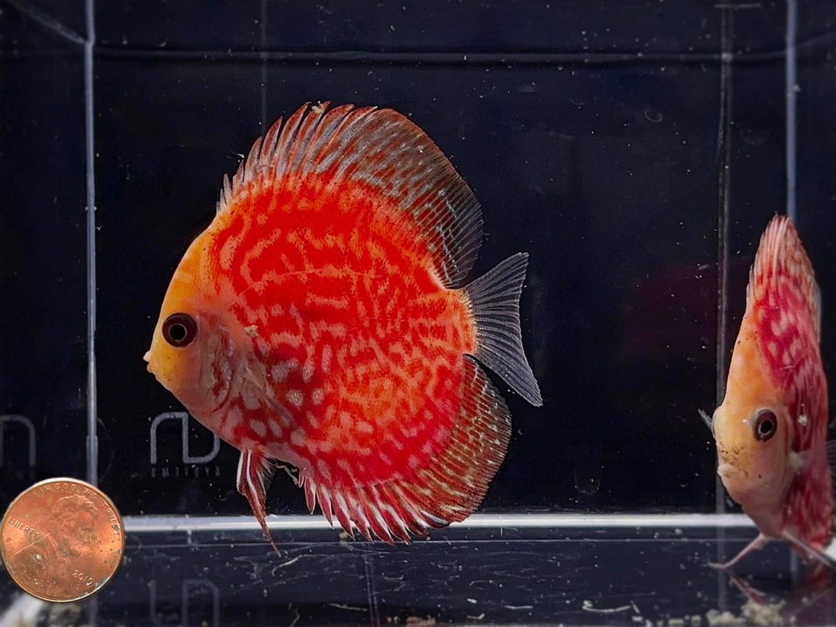 Red Checkerboard Discus 2-2.5" - Aqua Huna