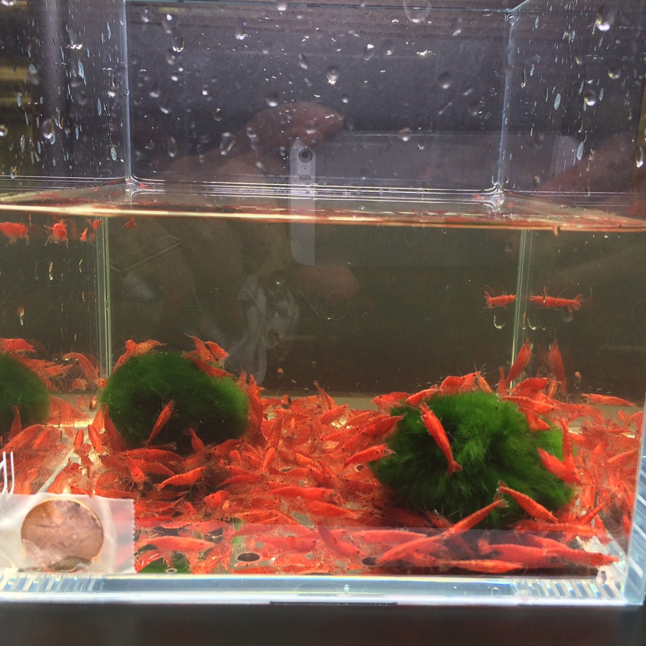 Red Cherry Shrimp (Grade A) - Aqua Huna