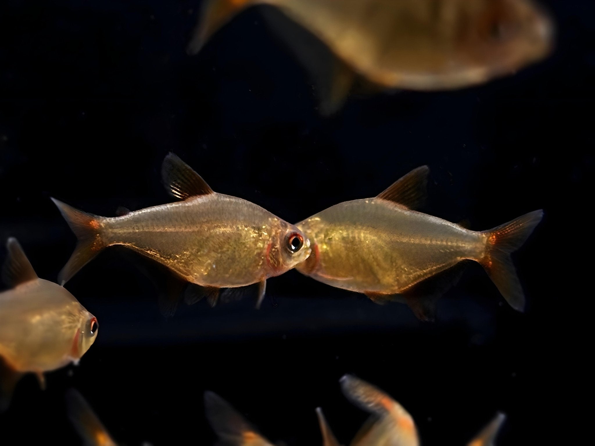 Red Cherry Tetra - Aqua Huna